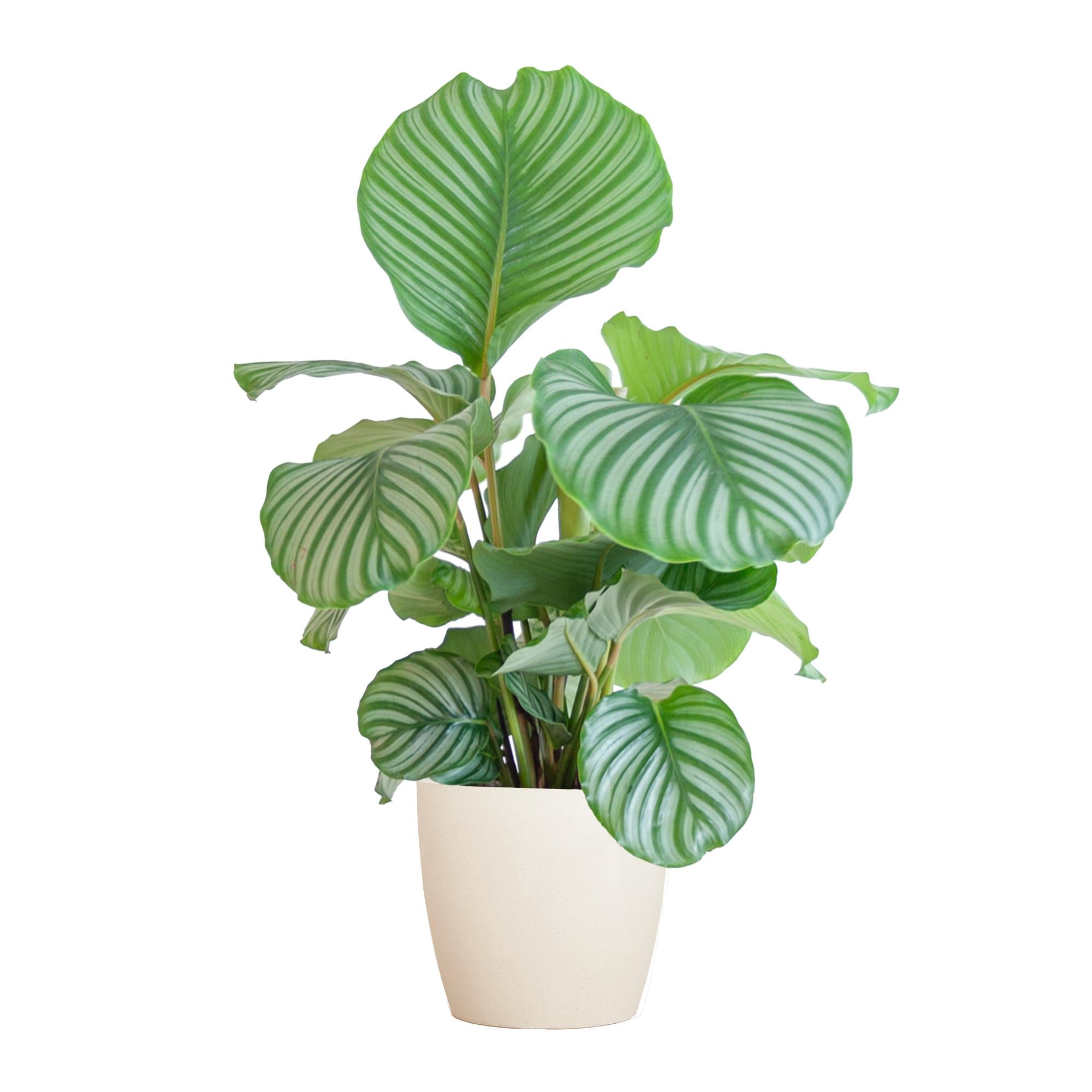 Calathea Orbifolia met Viber wit - 65cm - Ø21