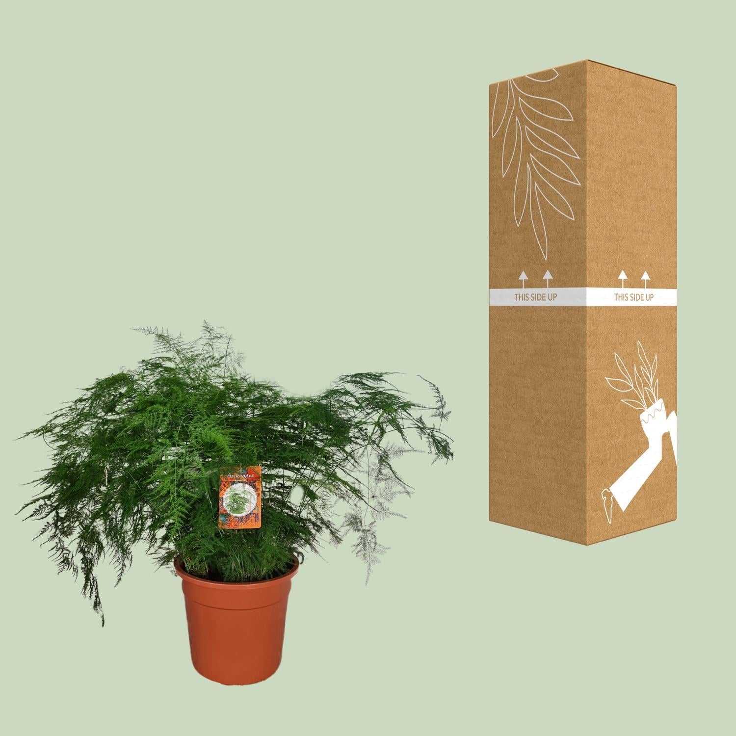 Spargel Setaceus - Ø27cm - ↕70cm