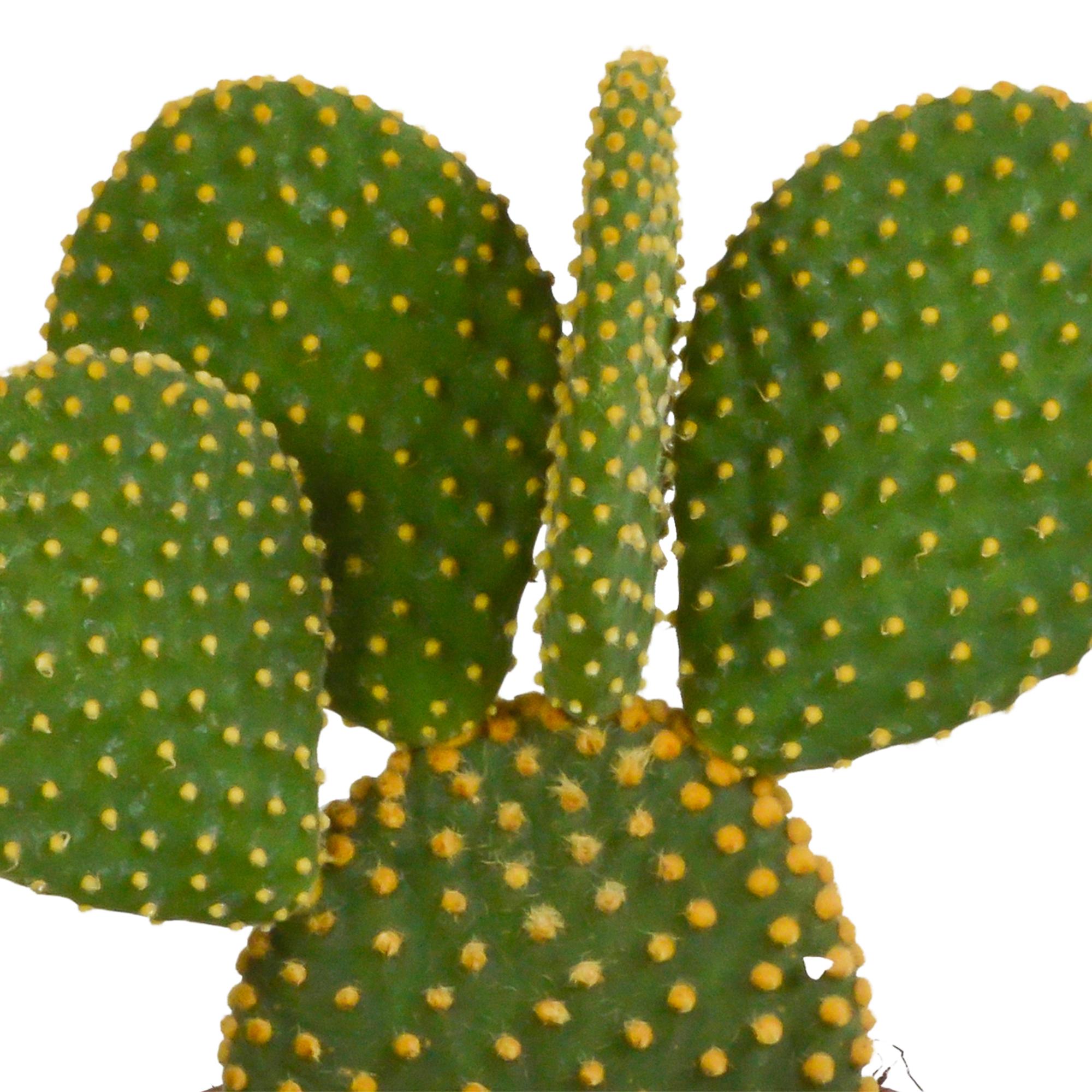 Opuntia microdasys - 12cm - zonder pot
