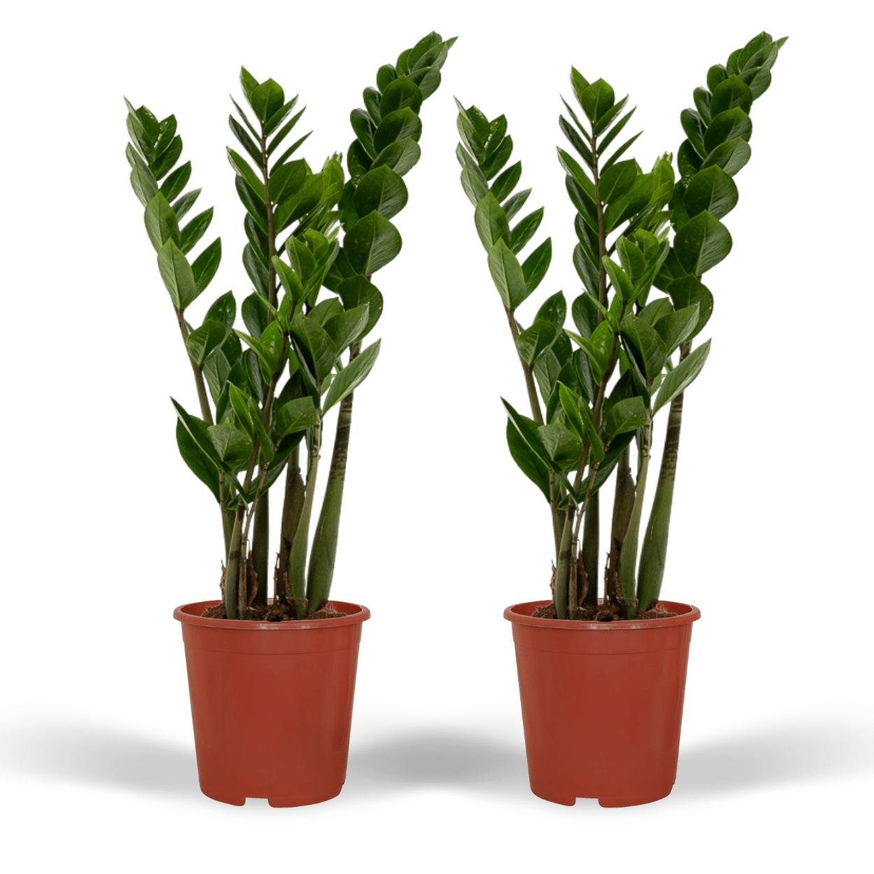 2x Zamioculcas Zamiifolia - Smaragdpalm - 50cm - ø14