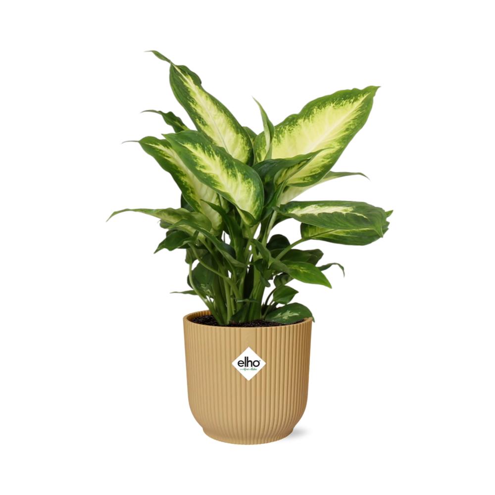 Dieffenbachia 'Camilla' in ELHO Vibes Fold 14cm gelb