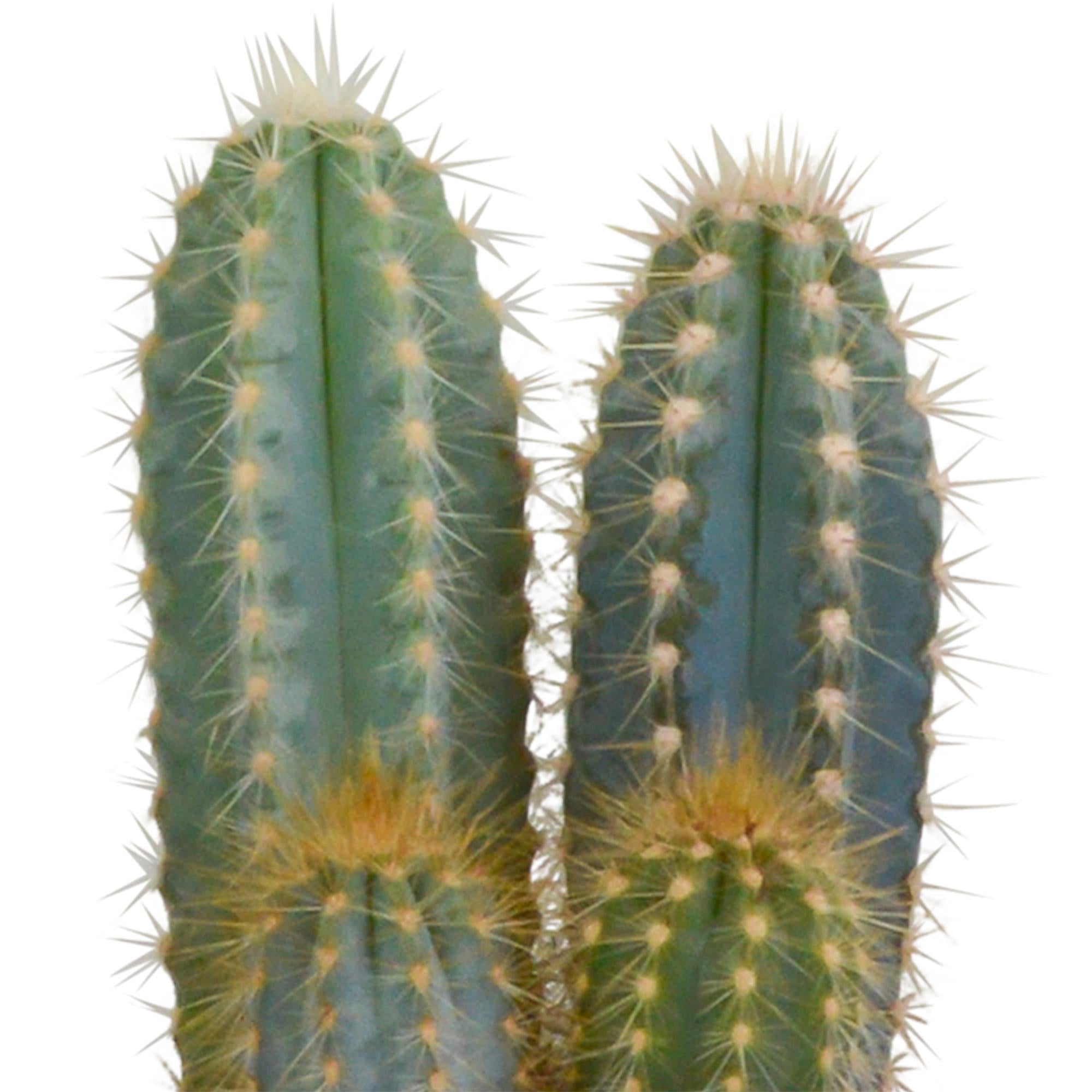 Cactus mix 10.5 cm - 3x - 12cm zonder pot