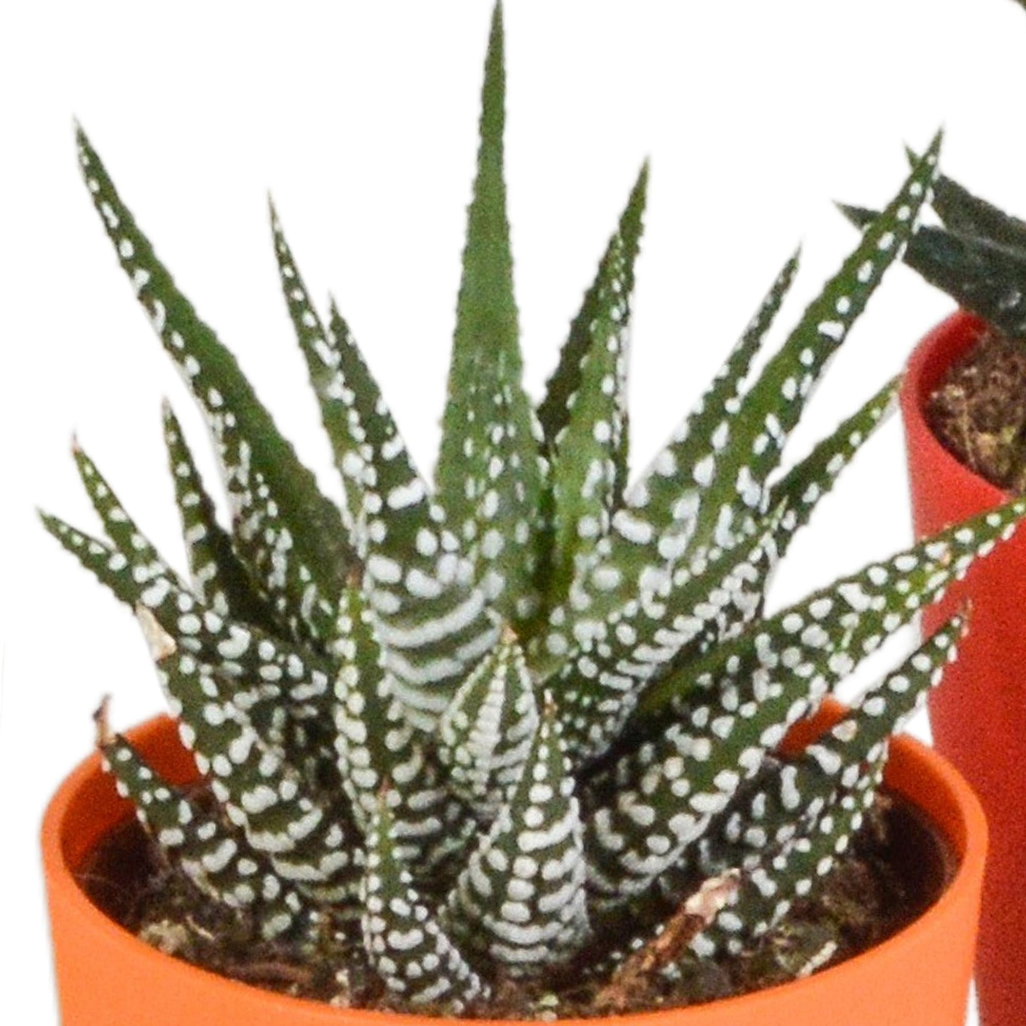 Gasteria/Haworthia mix 5,5cm - 5x - in hout plastic pot