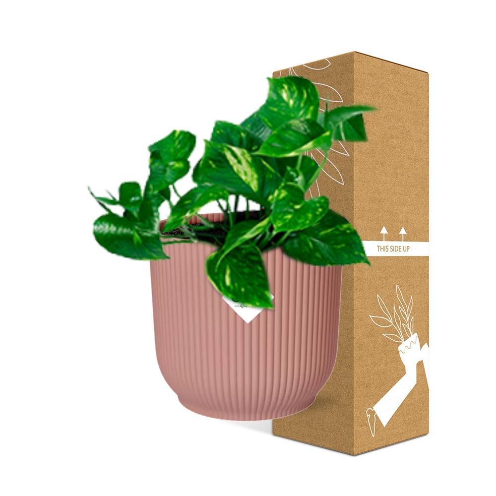 Epipremnum Pinnatum 'Aureum' in ELHO Vibes Fold 14cm roze