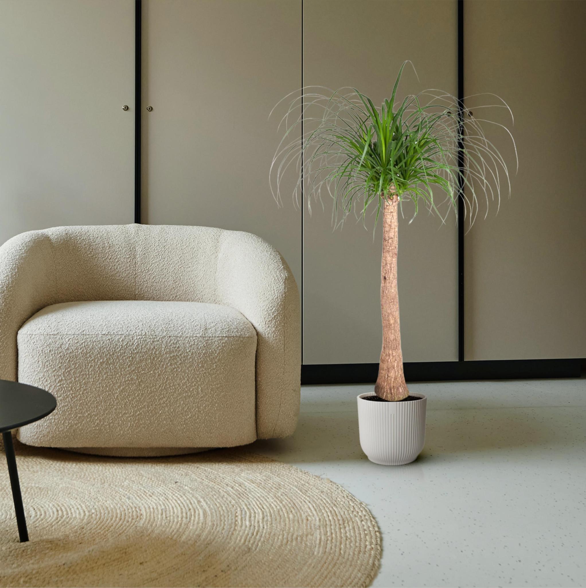 Beaucarnea-Stamm - 130 cm - ø32