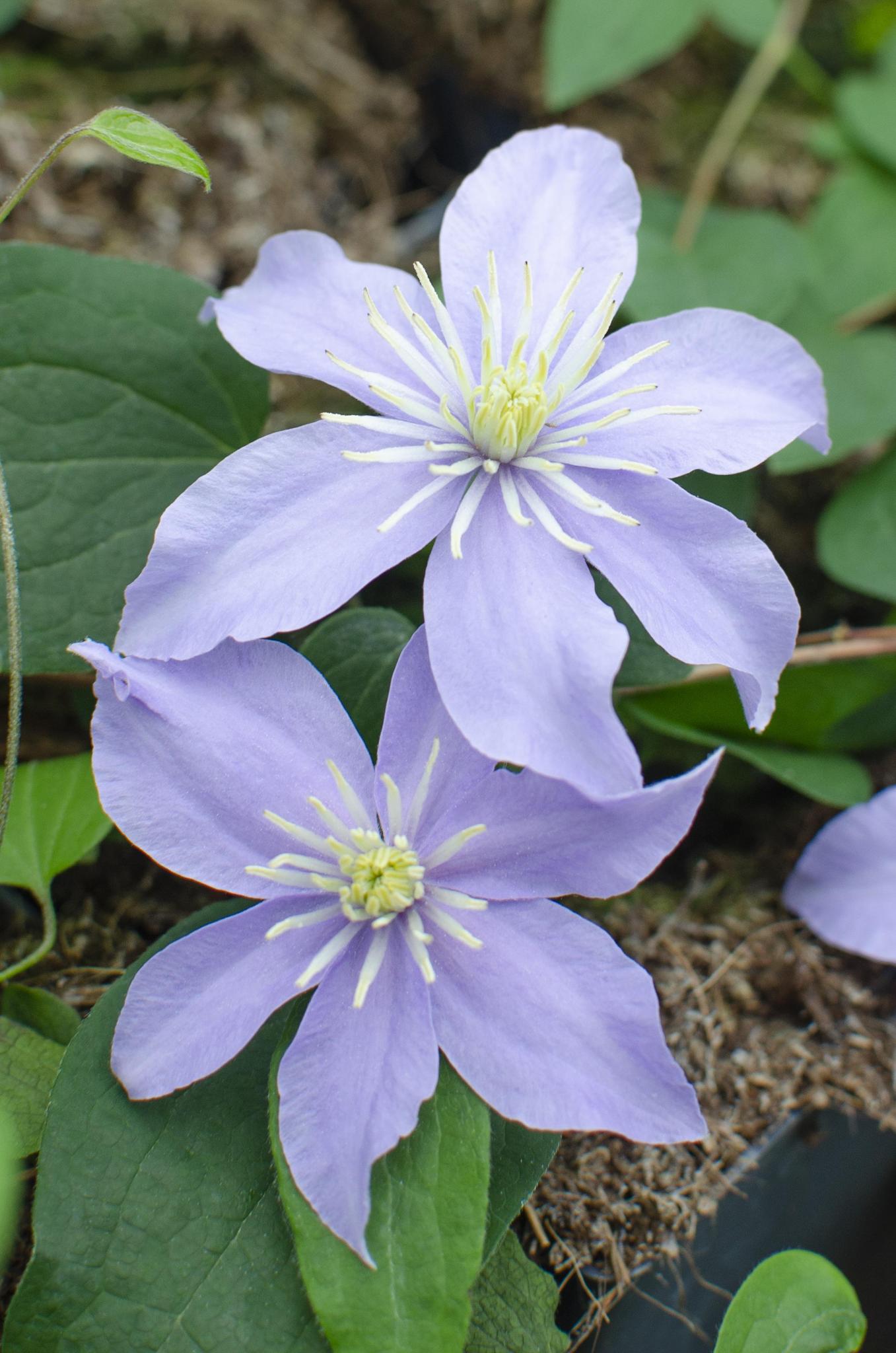 3x - Clematis Justa - ?65cm - Ø15