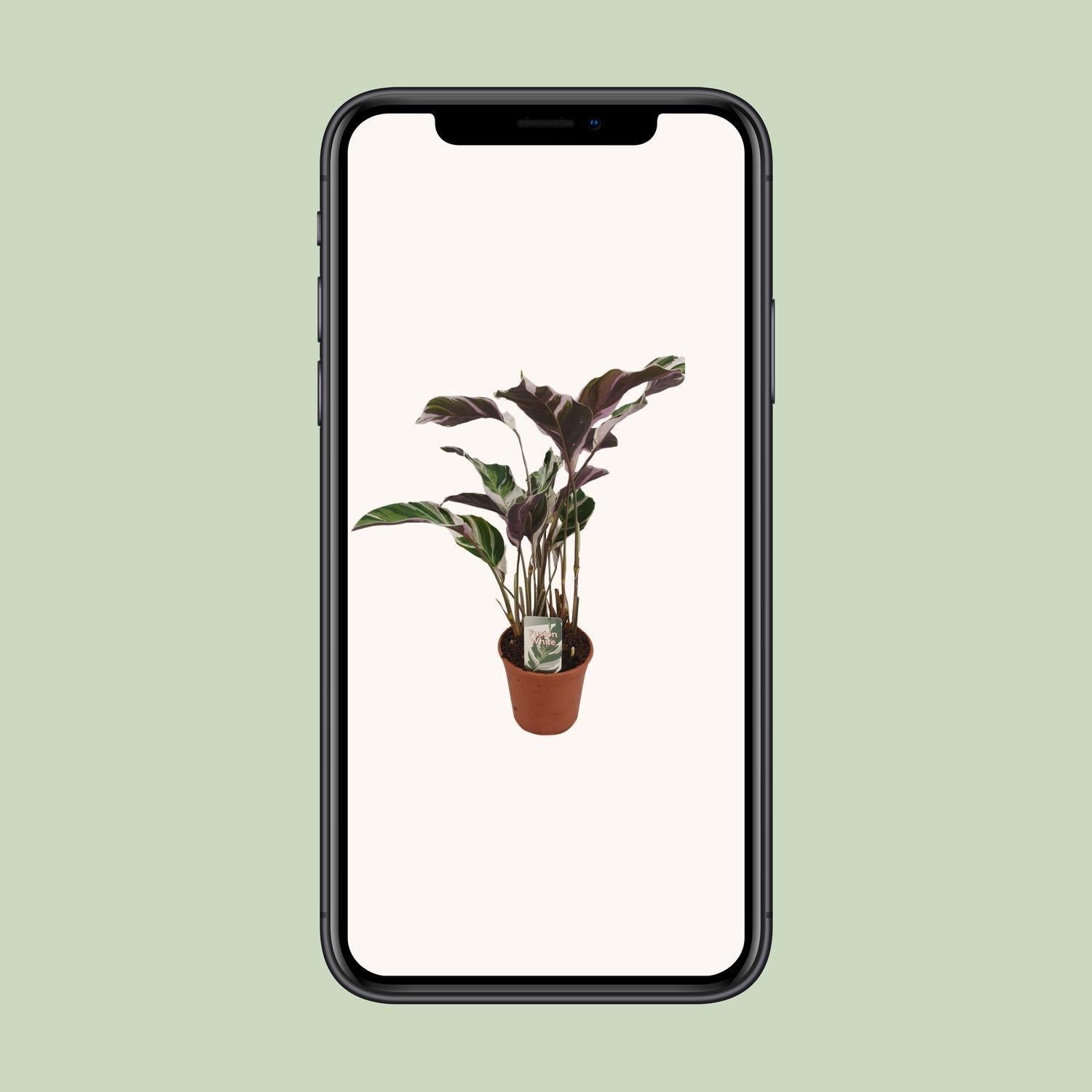 Calathea Fusion Wit Basis - Ø14cm - ↕40cm