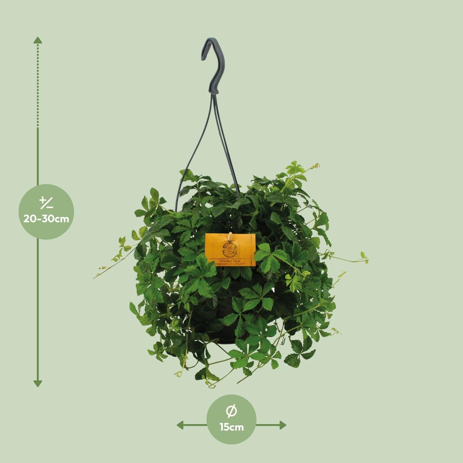 Parthenocissus Striatha Hangend - Ø15cm - ↕15cm