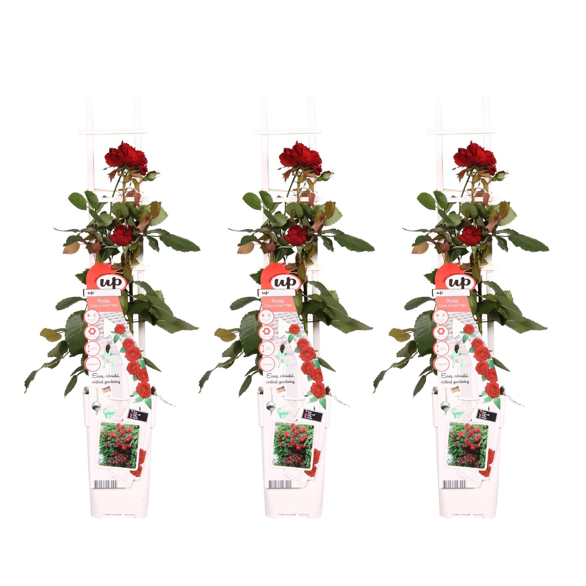 3x - Rosa Crazy in love 'Rood' - ?65cm - Ø15