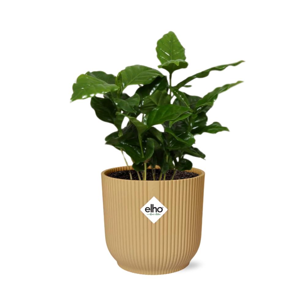 Koffie Arabica in ELHO Vibes Fold 14cm geel
