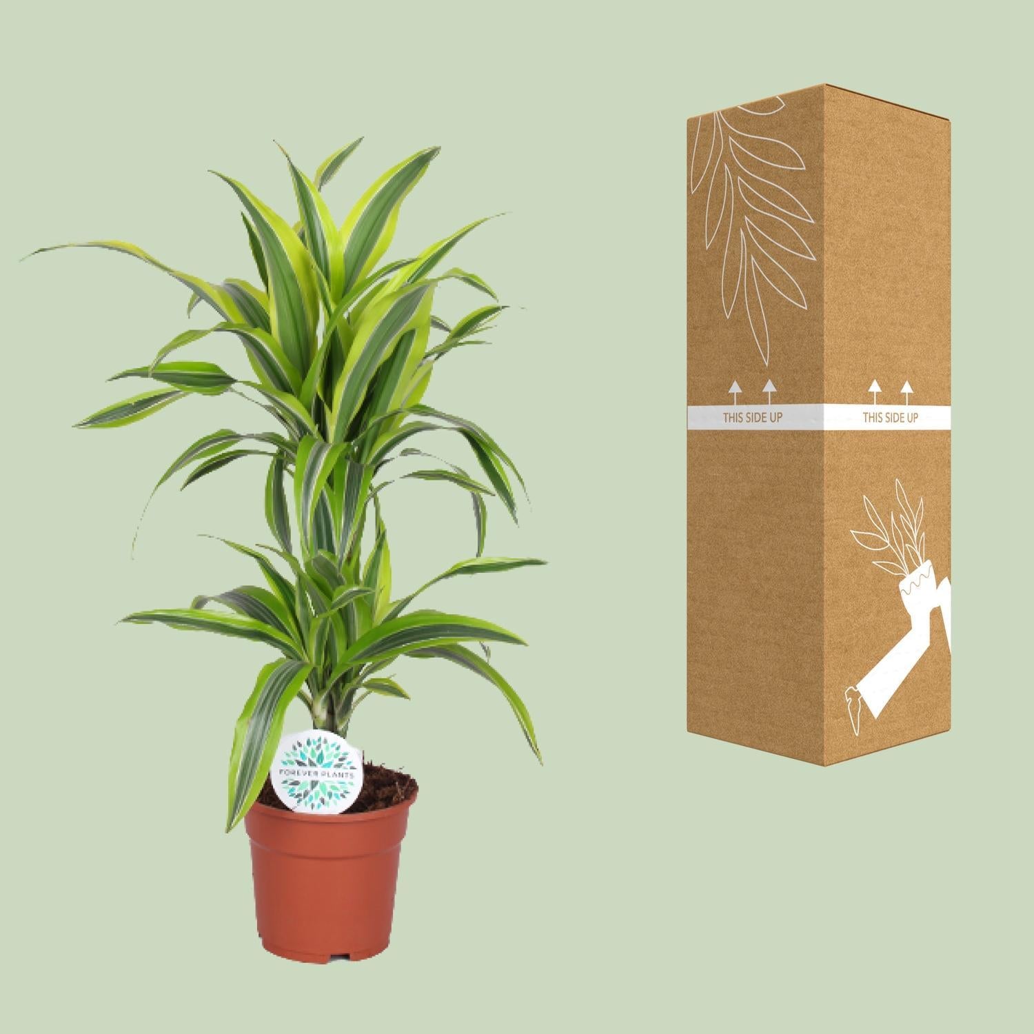 Dracaena Lemon Lime - Ø17cm - ↕65cm