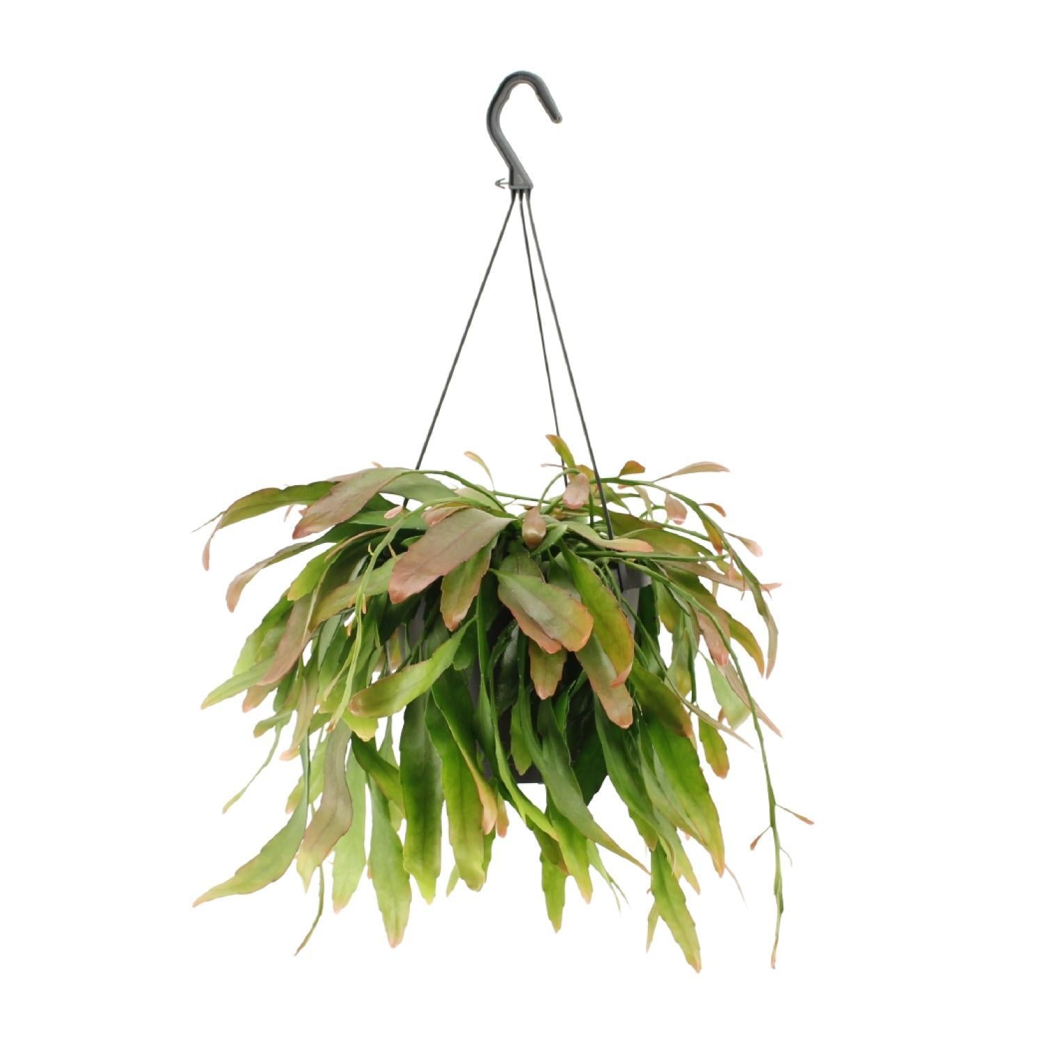 Rhipsalis Rode Koraal - Ø17cm - ↕25cm