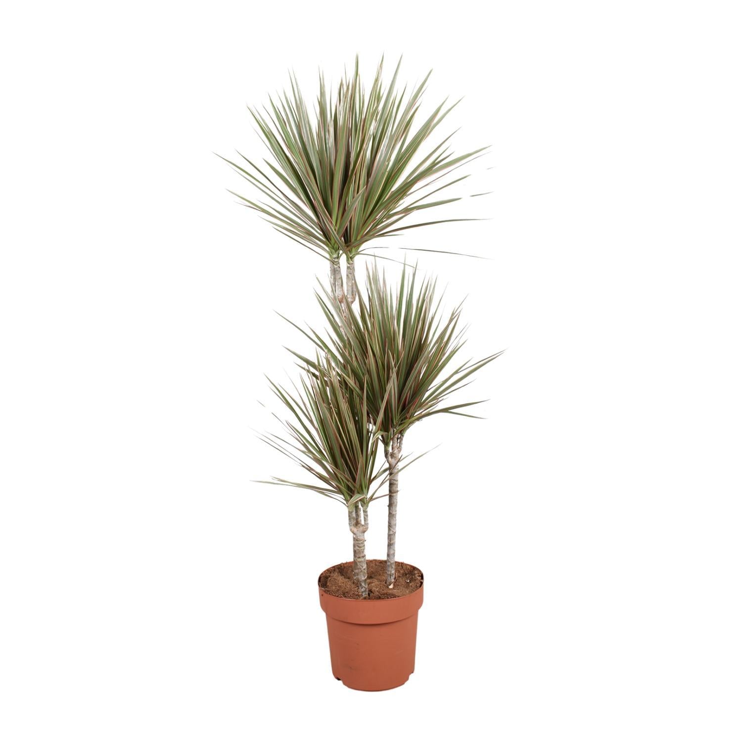 Dracaena Tweekleurig - Ø21cm - ↕120cm