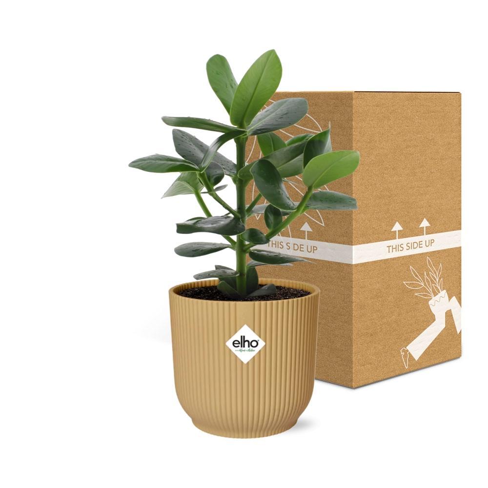 Clusia Princess im ELHO Vibes Fold 14cm gelb