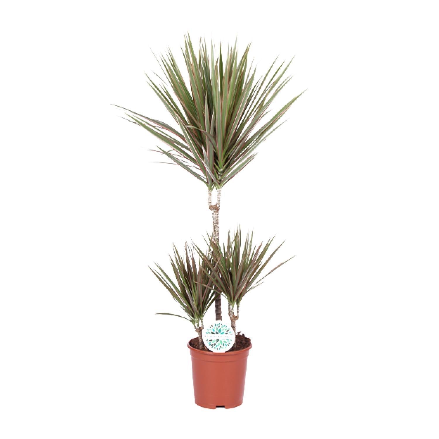 Dracaena Tweekleurig - Ø21cm - ↕95cm
