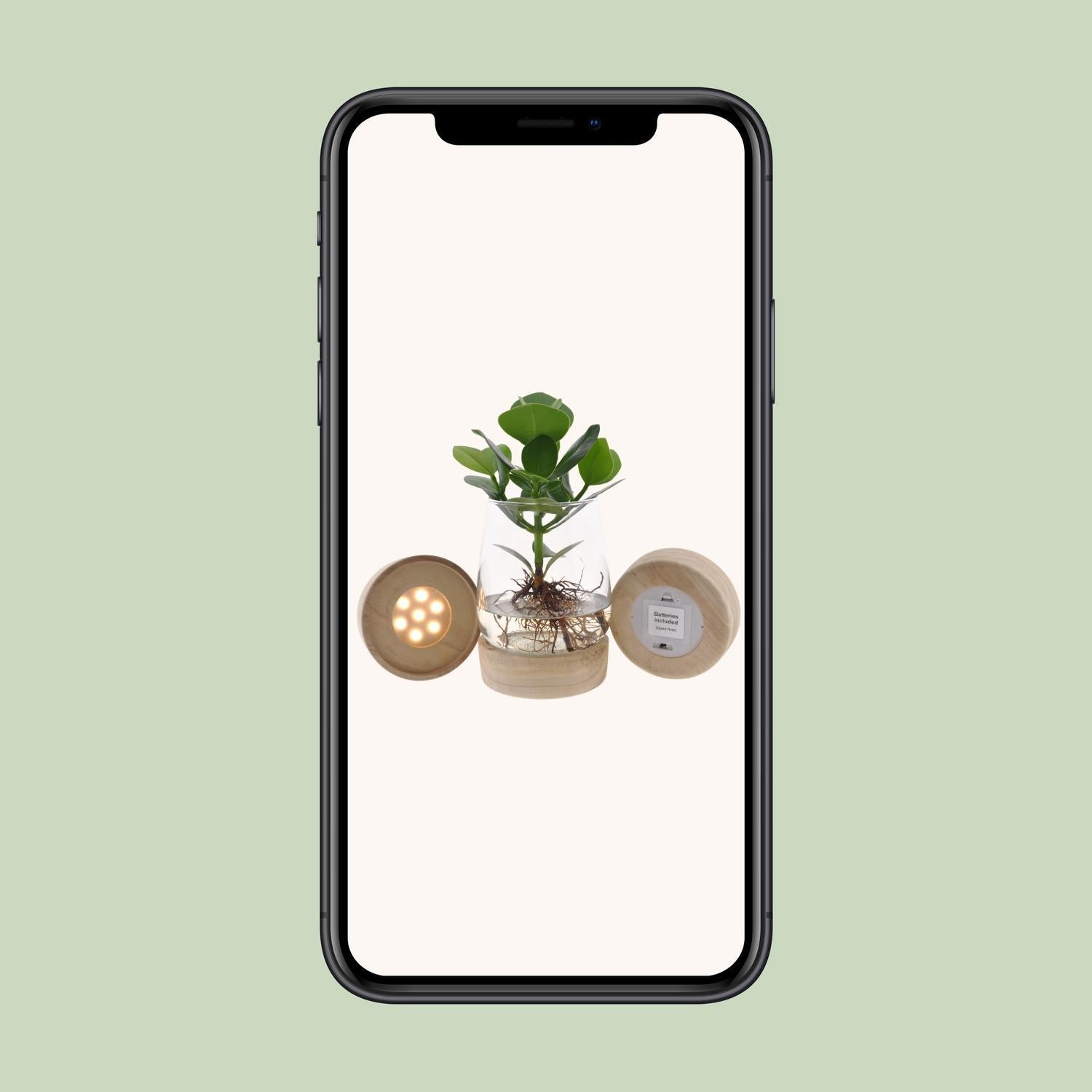 Clusia In Kingston Glas + LED - Ø12 ↕30