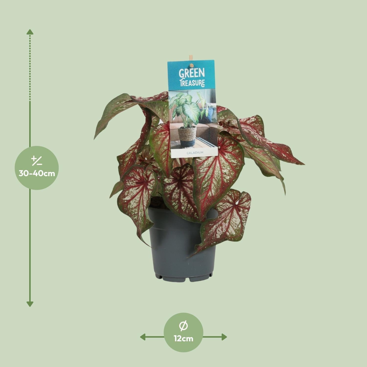 Caladium Tweekleurig - Ø12cm - ↕25cm