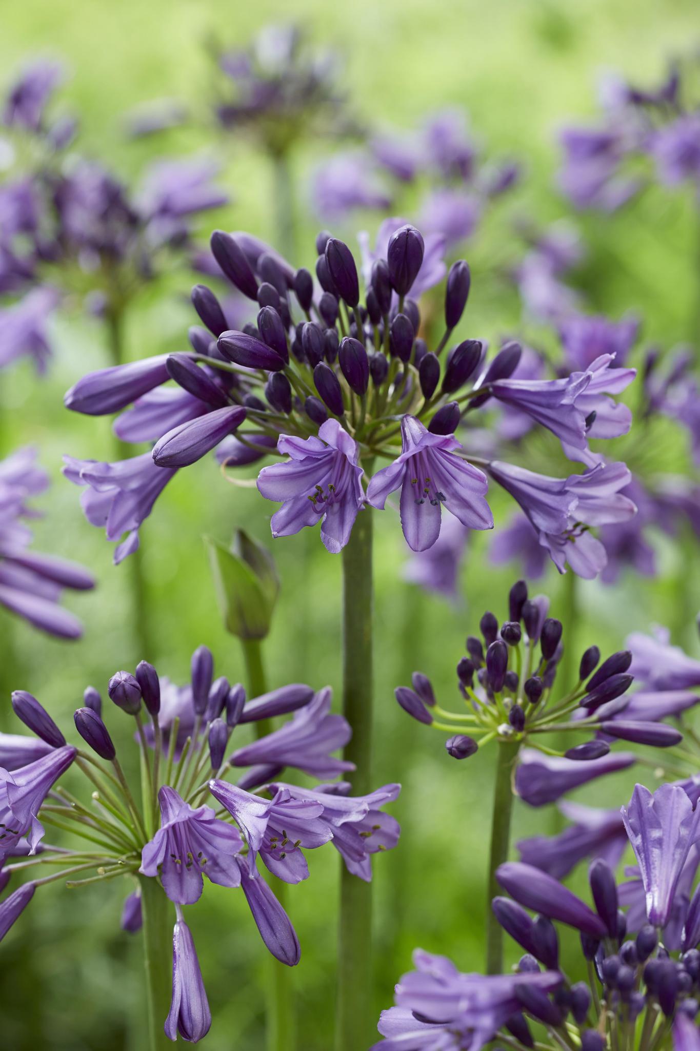 Agapanthus 'Poppin Purple' - ?30cm - Ø19