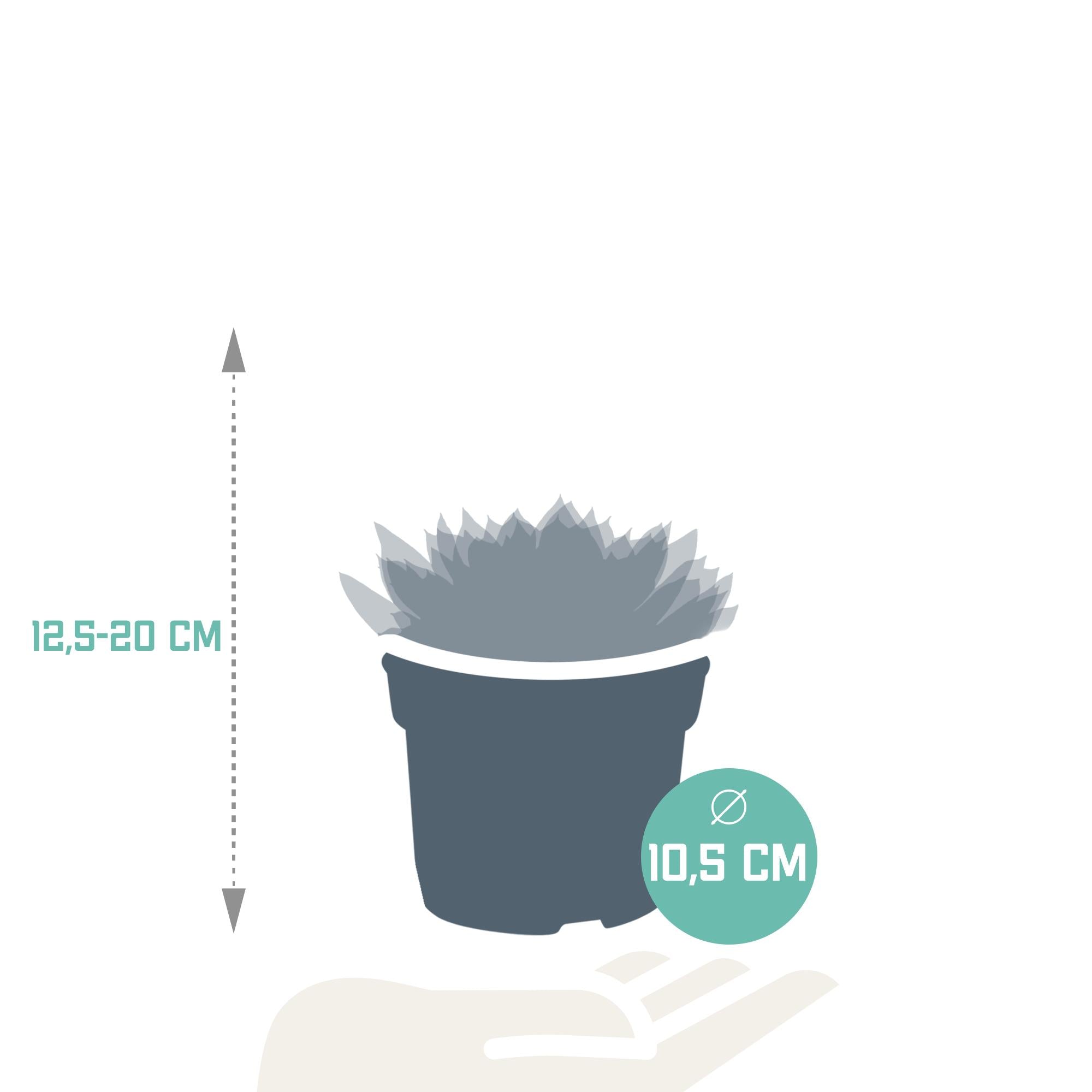 Echeveria-Mix 10,5 cm – 3x – im zweiten Topf