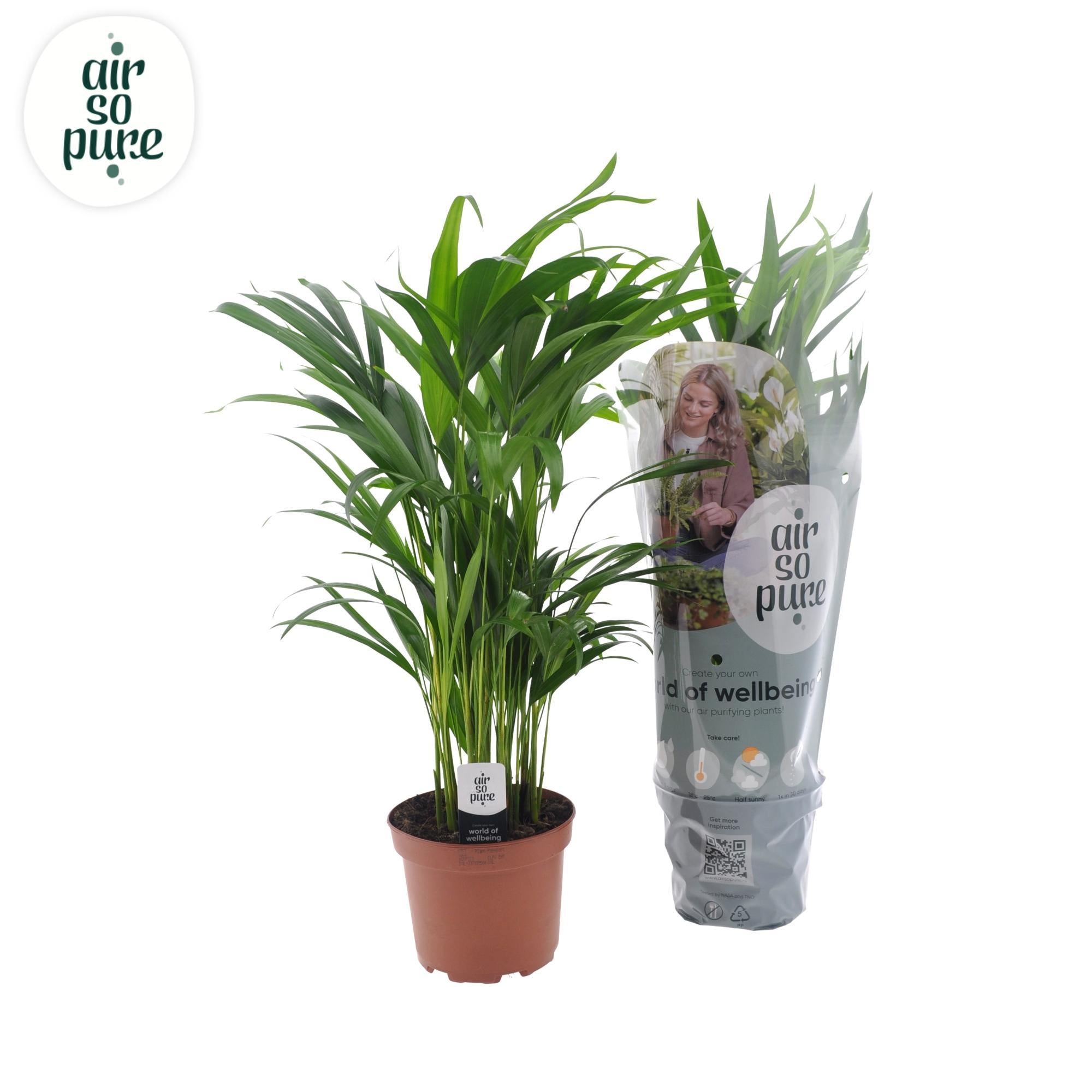 Dypsis Lutescens - Ø17 ↕65