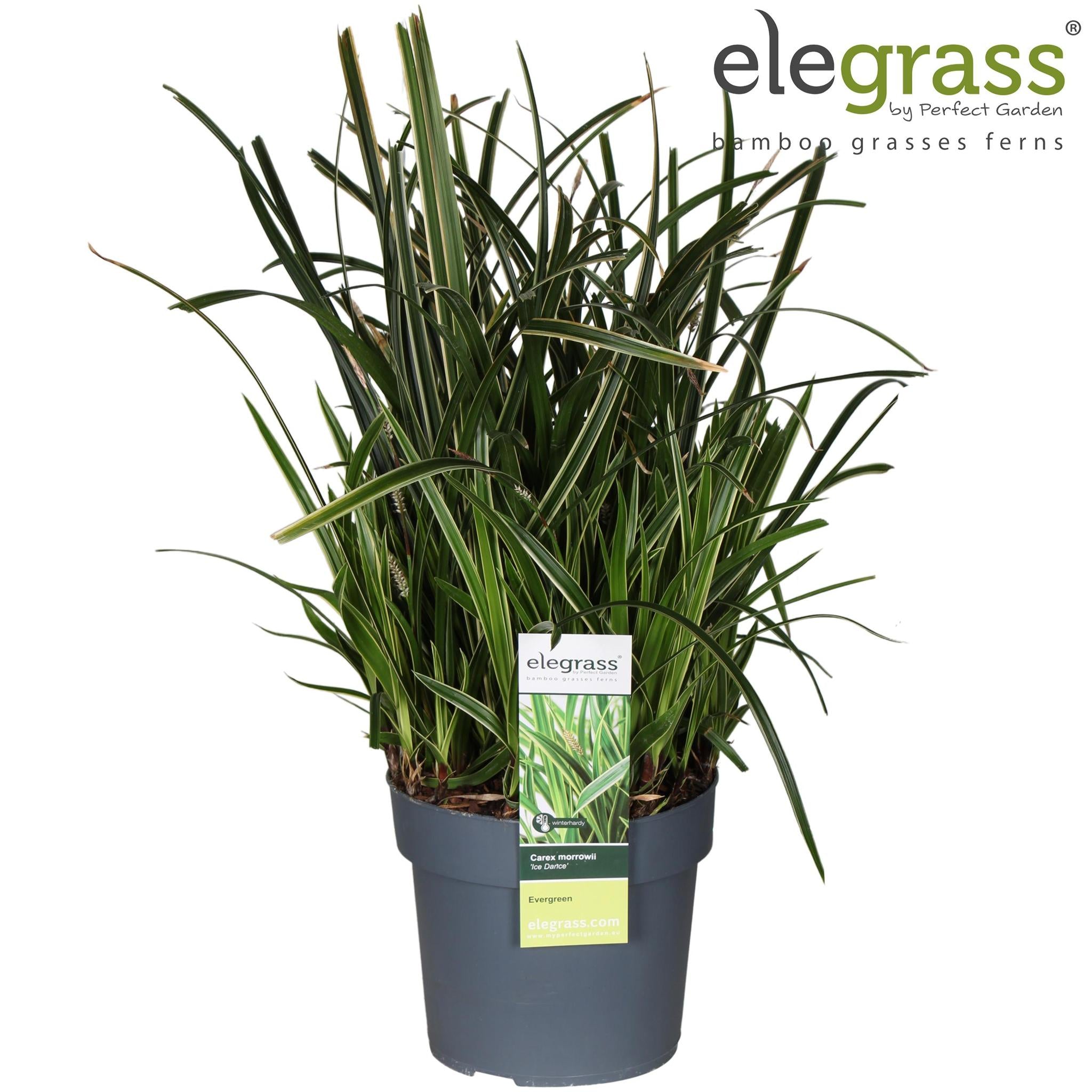 Carex Morrowii IJsdans - Ø19cm - ↕45cm