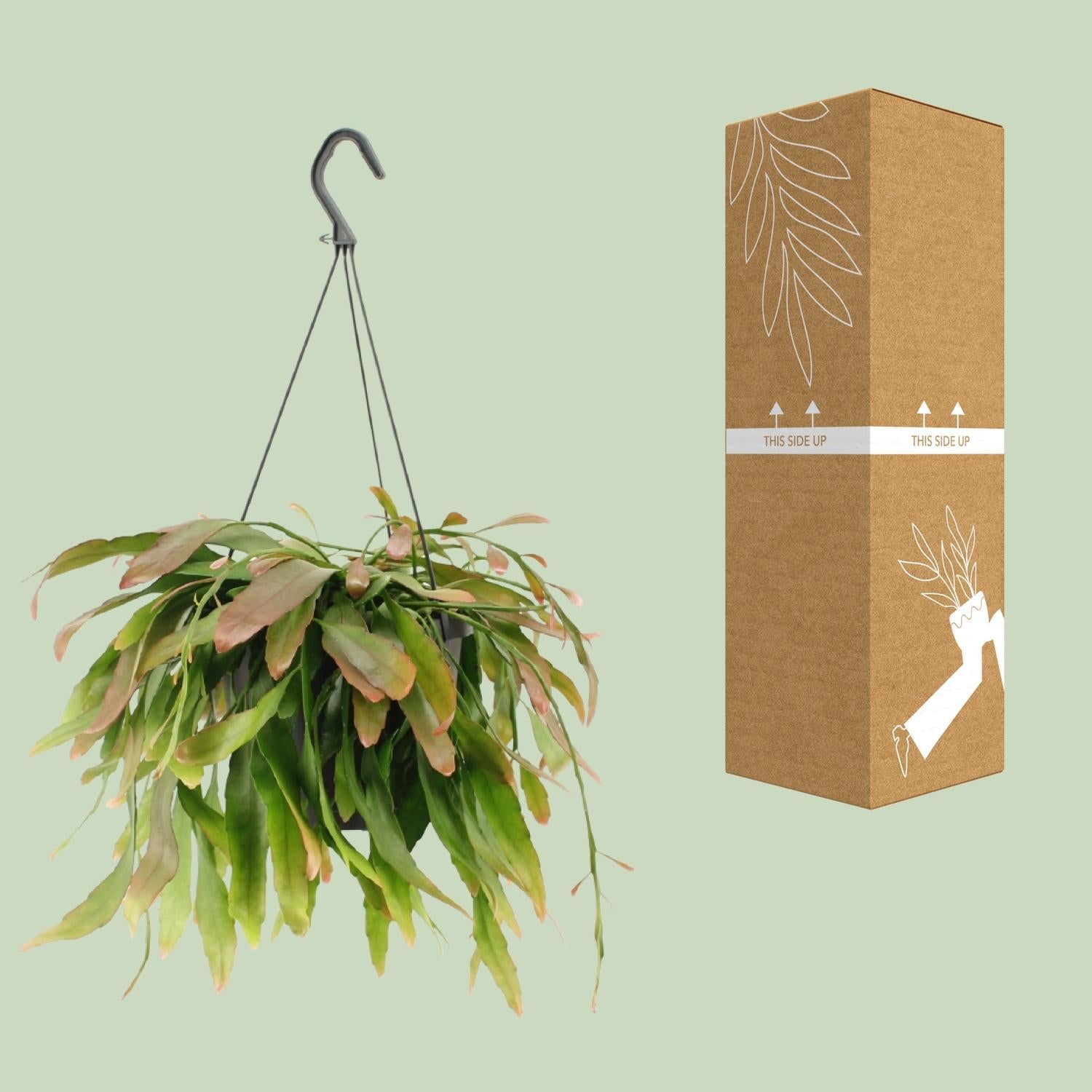 Rhipsalis Rode Koraal - Ø17cm - ↕25cm