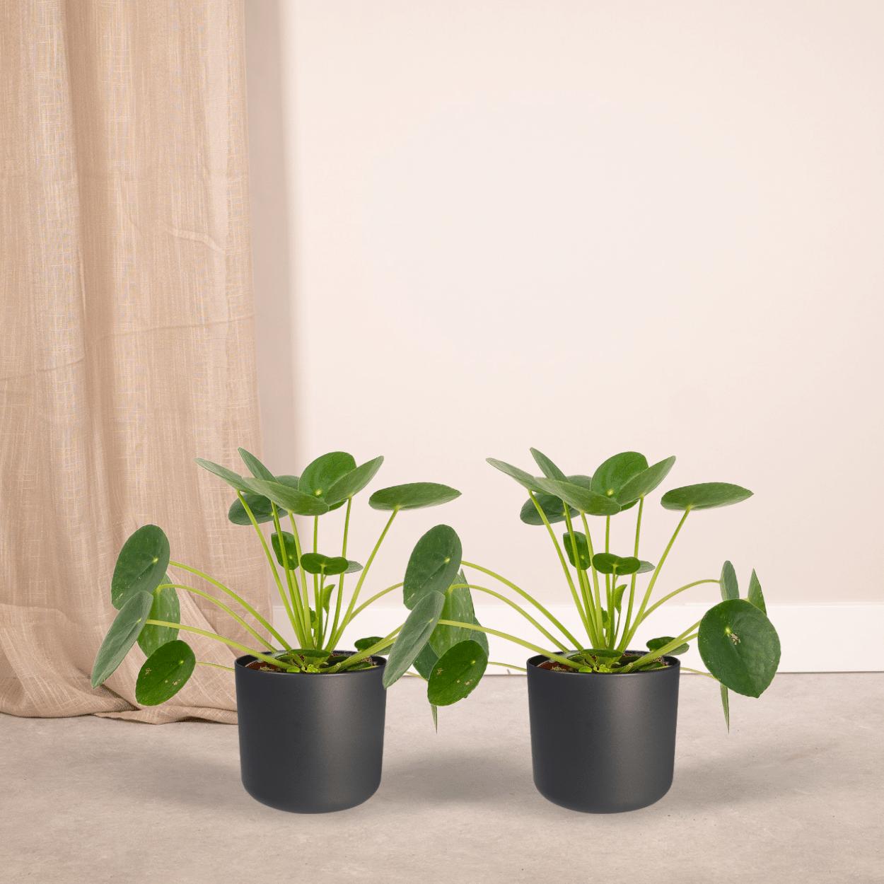 2x Pilea Peperomiodes - Pannenkoekenplant - 20cm - ø12