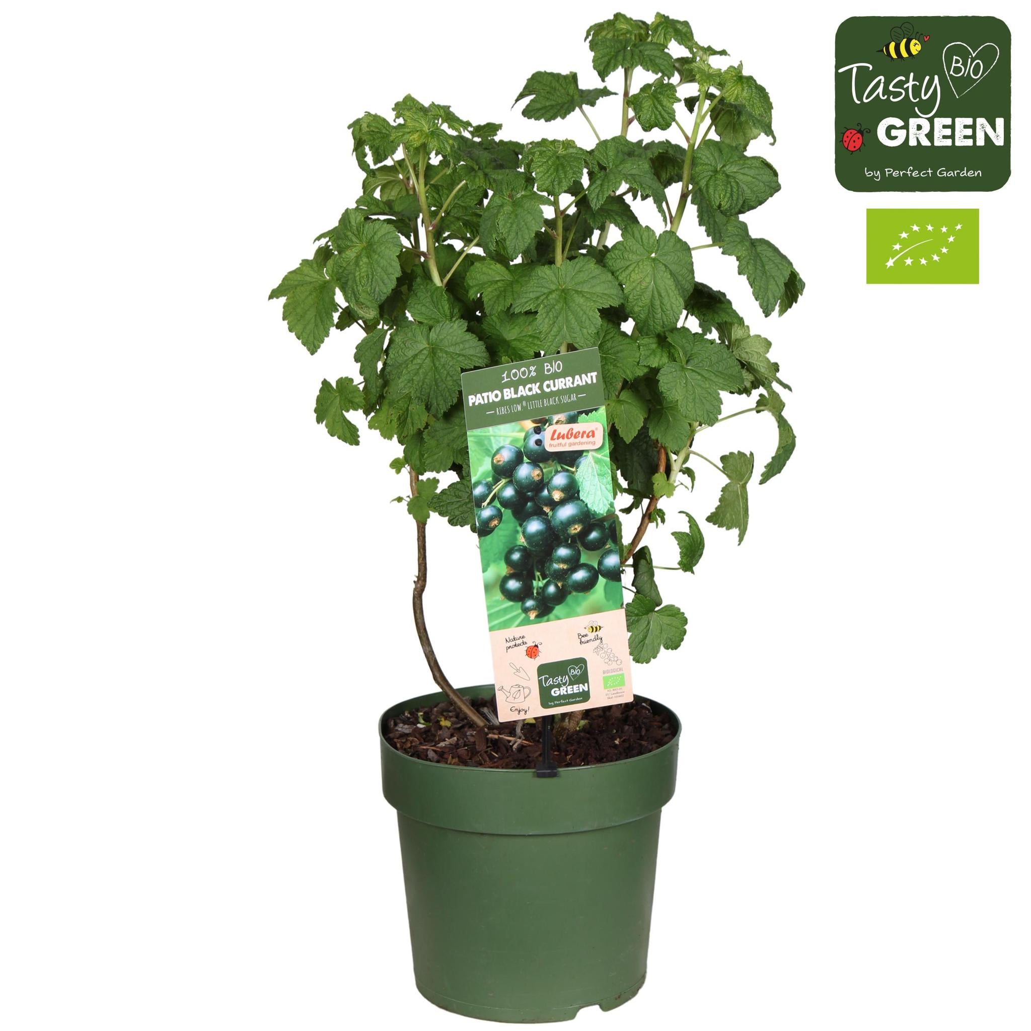 Ribes Low.® 'Little Black Sugar'® Bio P23 - Ø23cm - ↕50cm