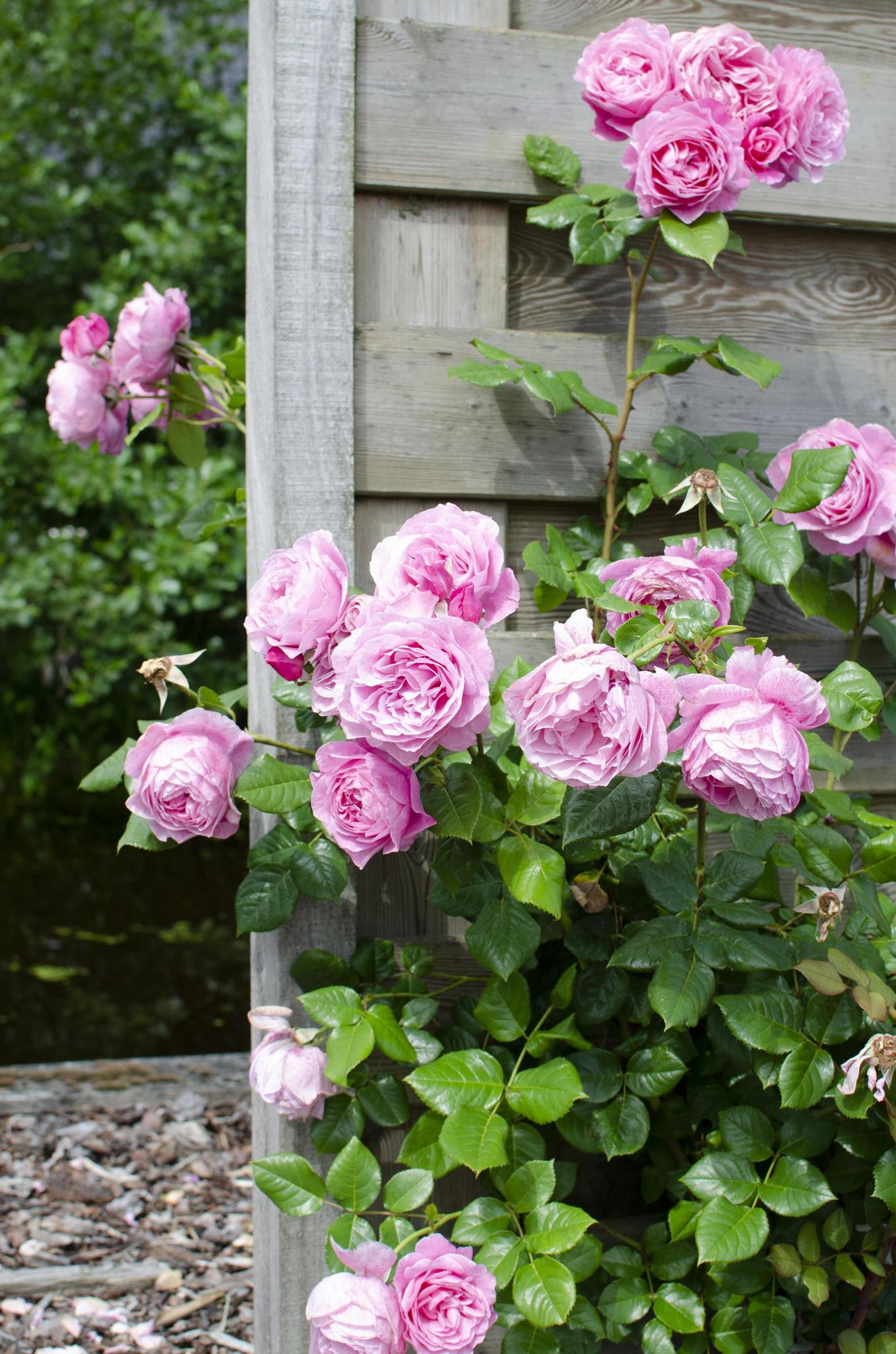 Rosa Crazy in love 'Pink' - Roze Roos