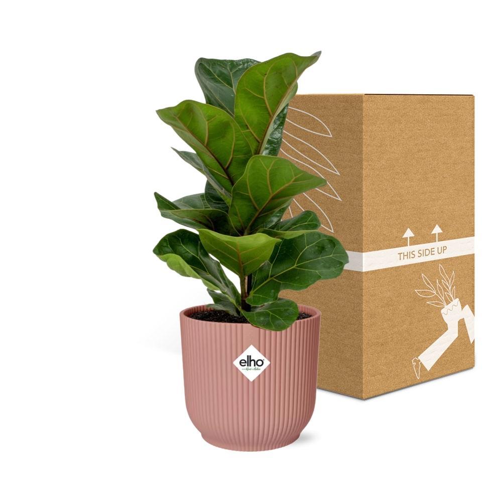 Ficus Lyrata 'Bambino' in ELHO Vibes Fold 14cm roze