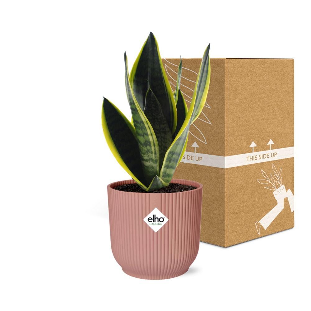 Sansevieria Futura Superba in ELHO Vibes Fold 14cm rosa