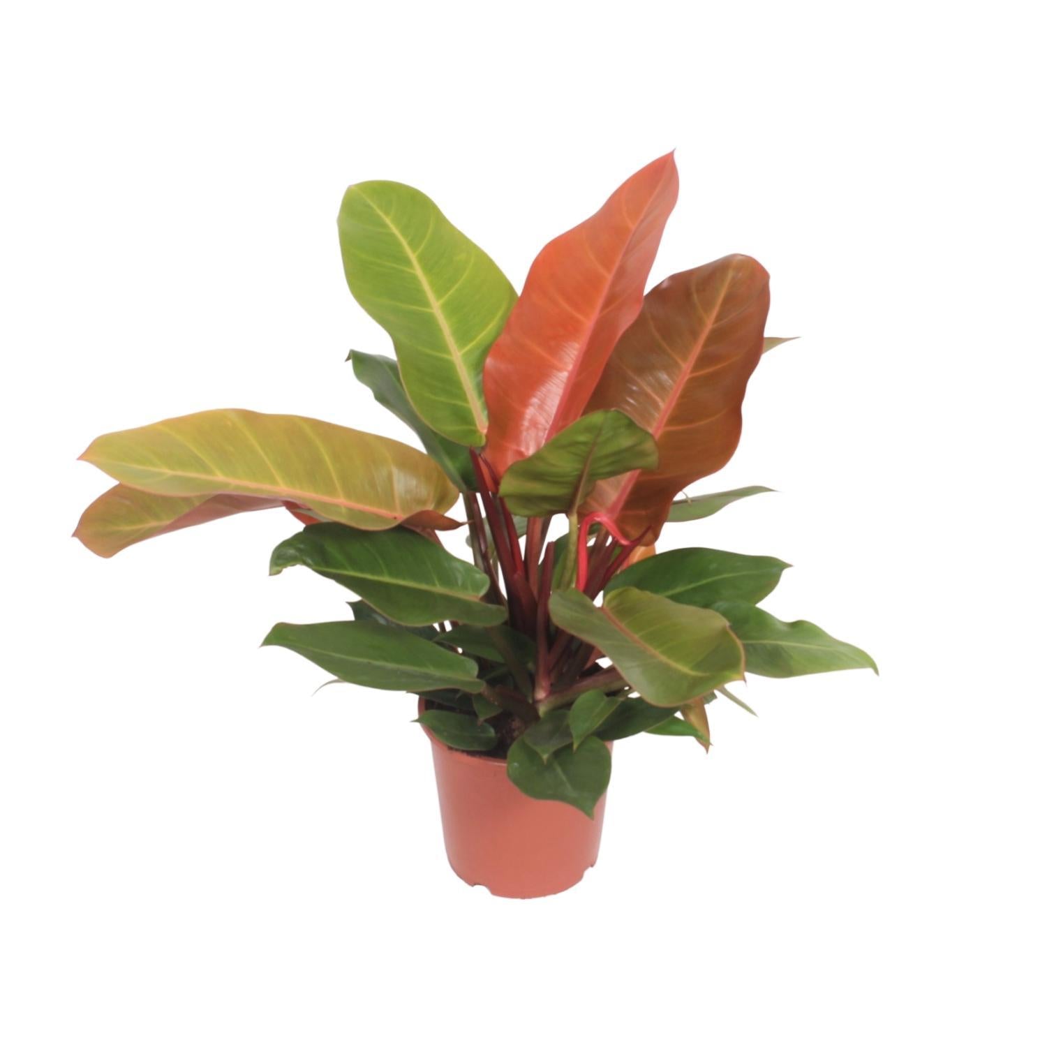 Philodendron Prinz von Orange - Ø17cm - ↕45cm
