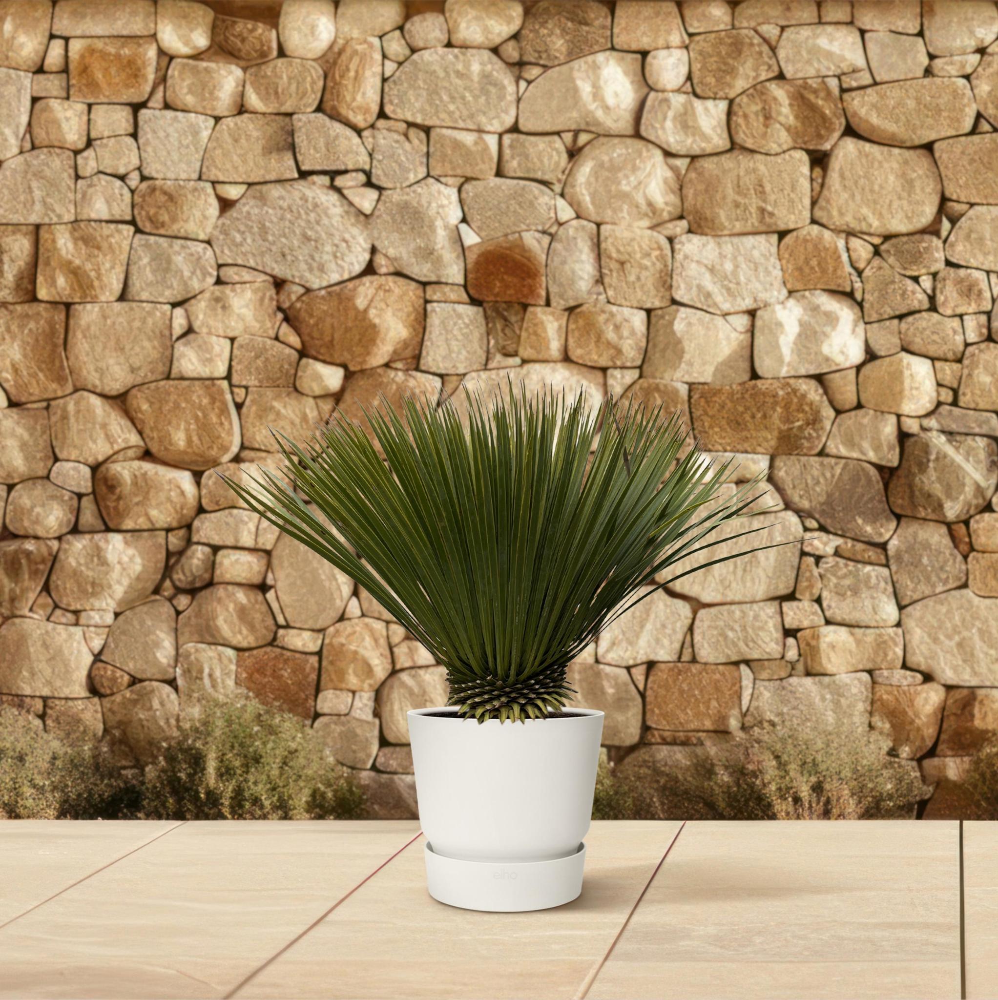 Yucca Rostrata - 80cm - Ø27
