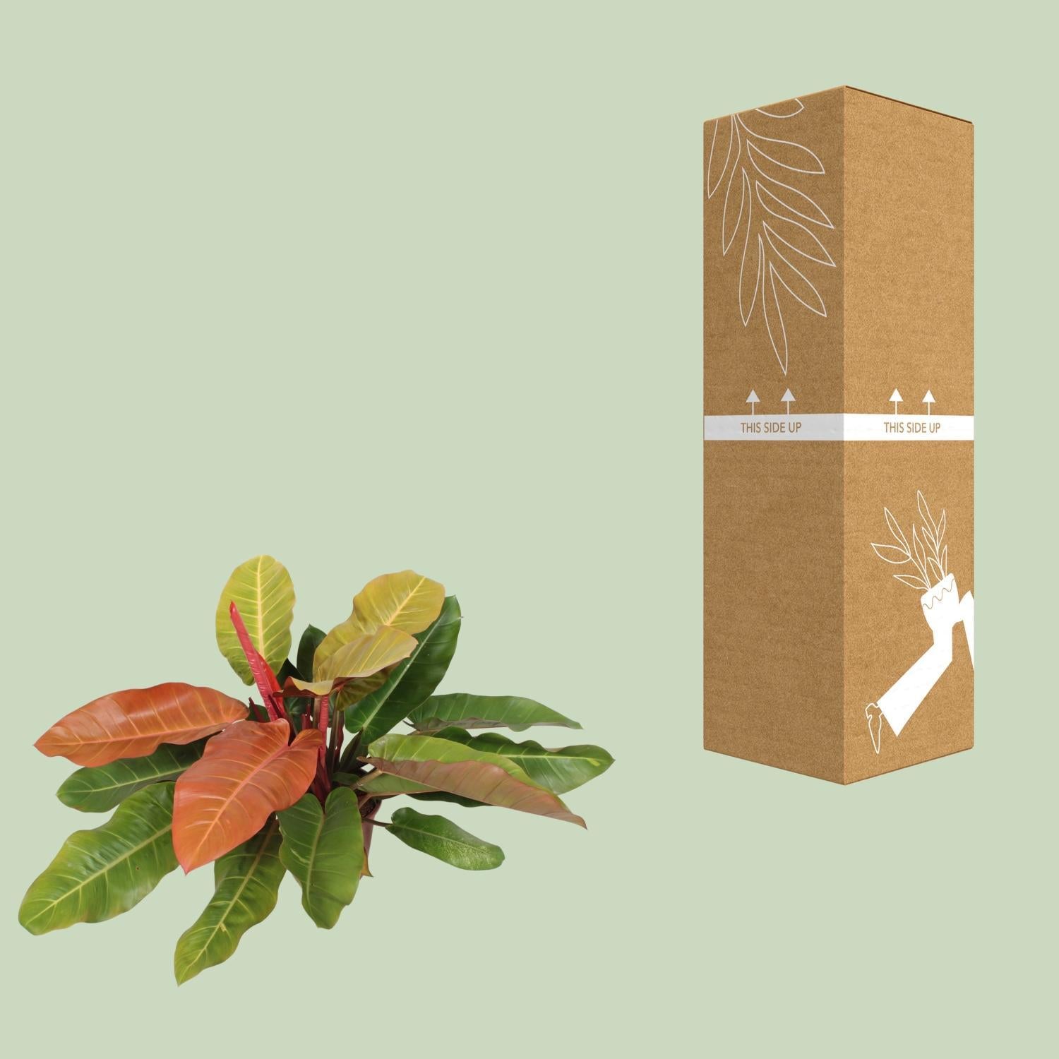 Philodendron Prince Of Orange - Ø27cm - ↕75cm