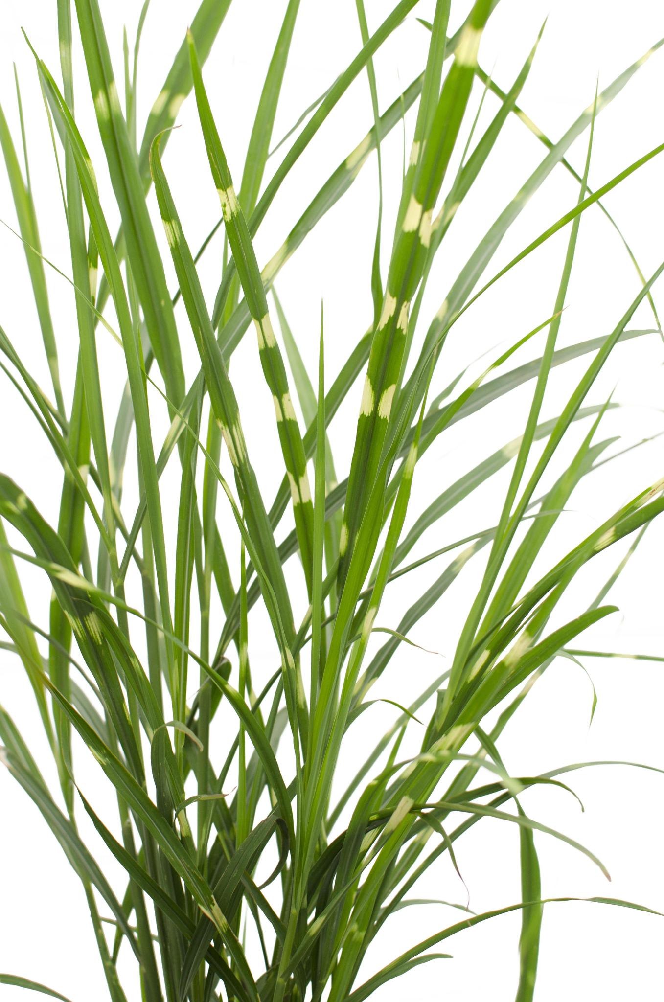 Miscanthus sinensis Strictus - Ø23 - ?60cm