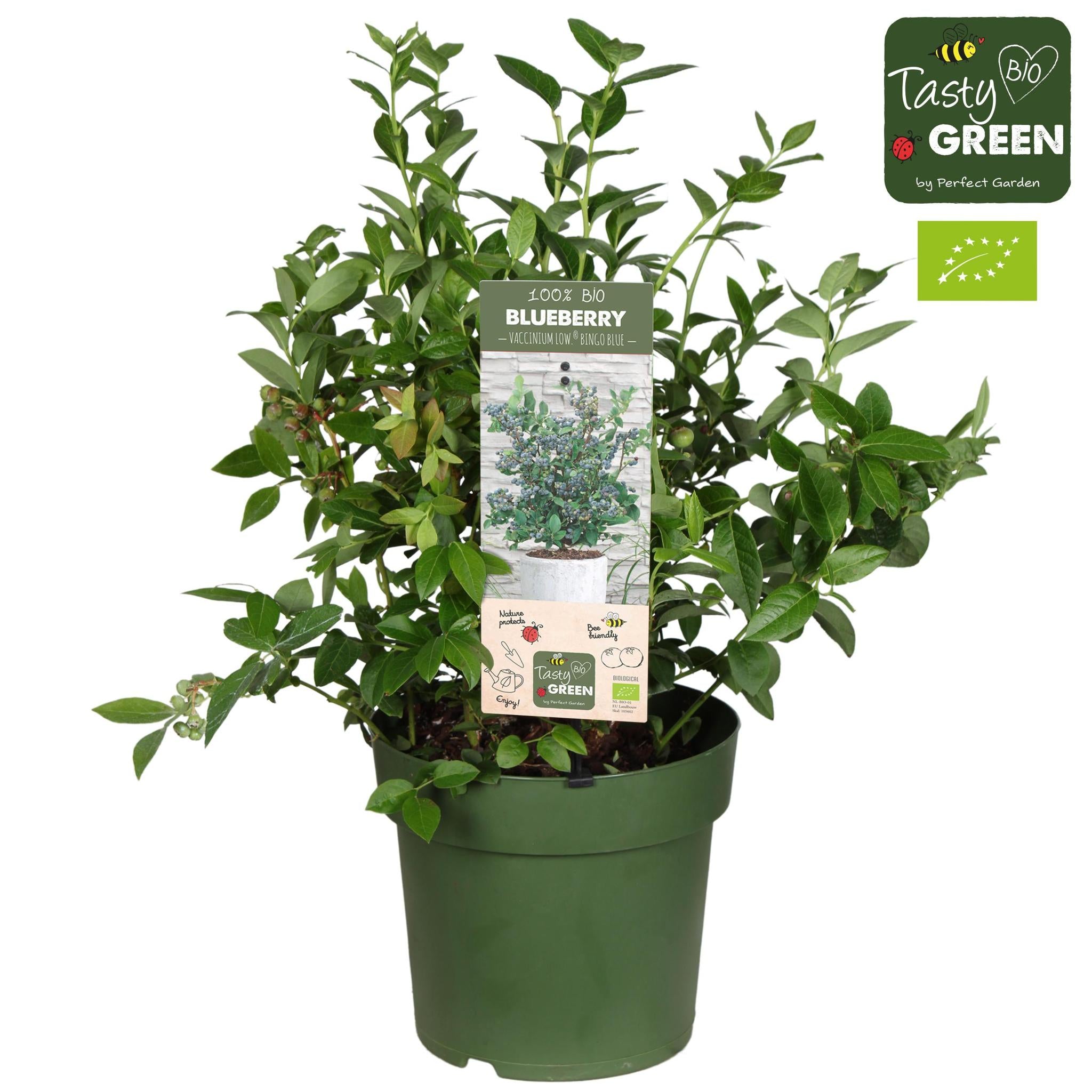 Vaccinium Cor. 'Bingo Blue' Bio P23 - Ø23cm - ↕50cm