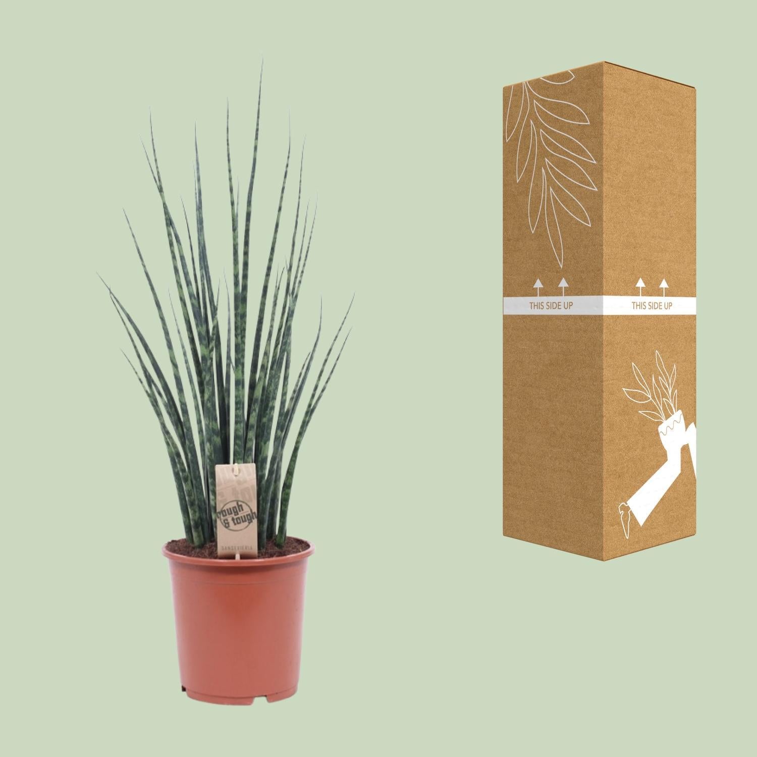 Sansevieria Varenhout Mikado - Ø19cm - ↕80cm