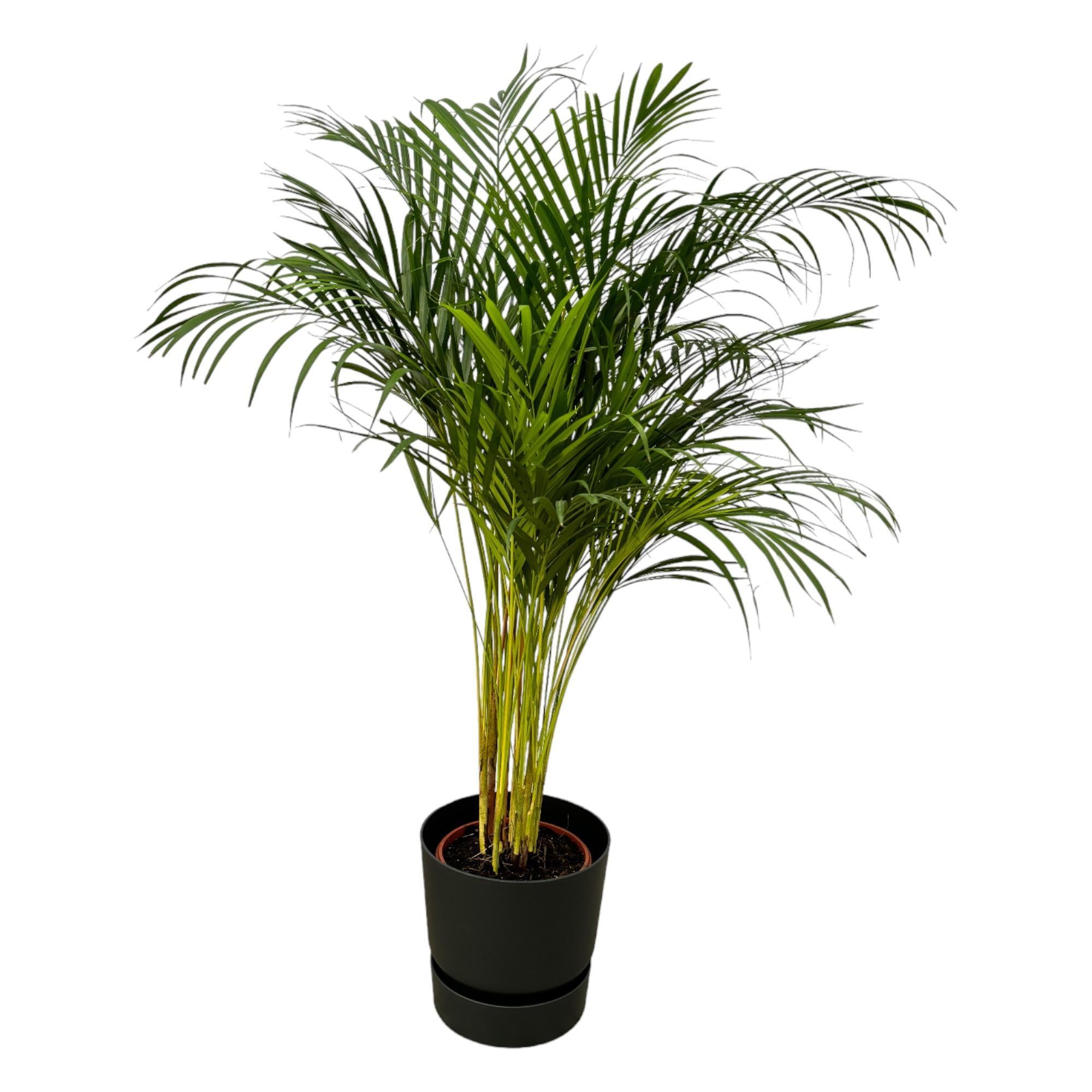 Areca palm - ?130cm - Ø24cm inclusief elho Greenville Rond zwart D30xH28