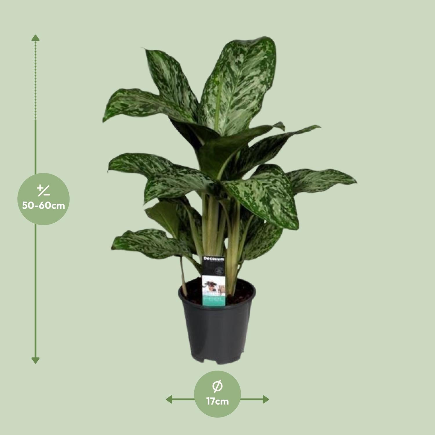 Aglaonema Groenlicht (Decorum) - Ø17cm - ↕60cm