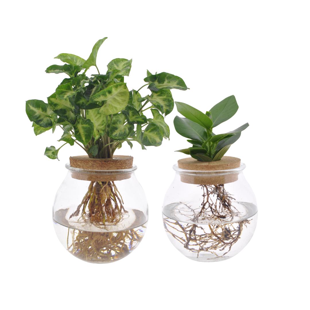 Bolglas Duo Clusia/Syngonium Groen - 2 stuks - Ø12cm - ↕30cm