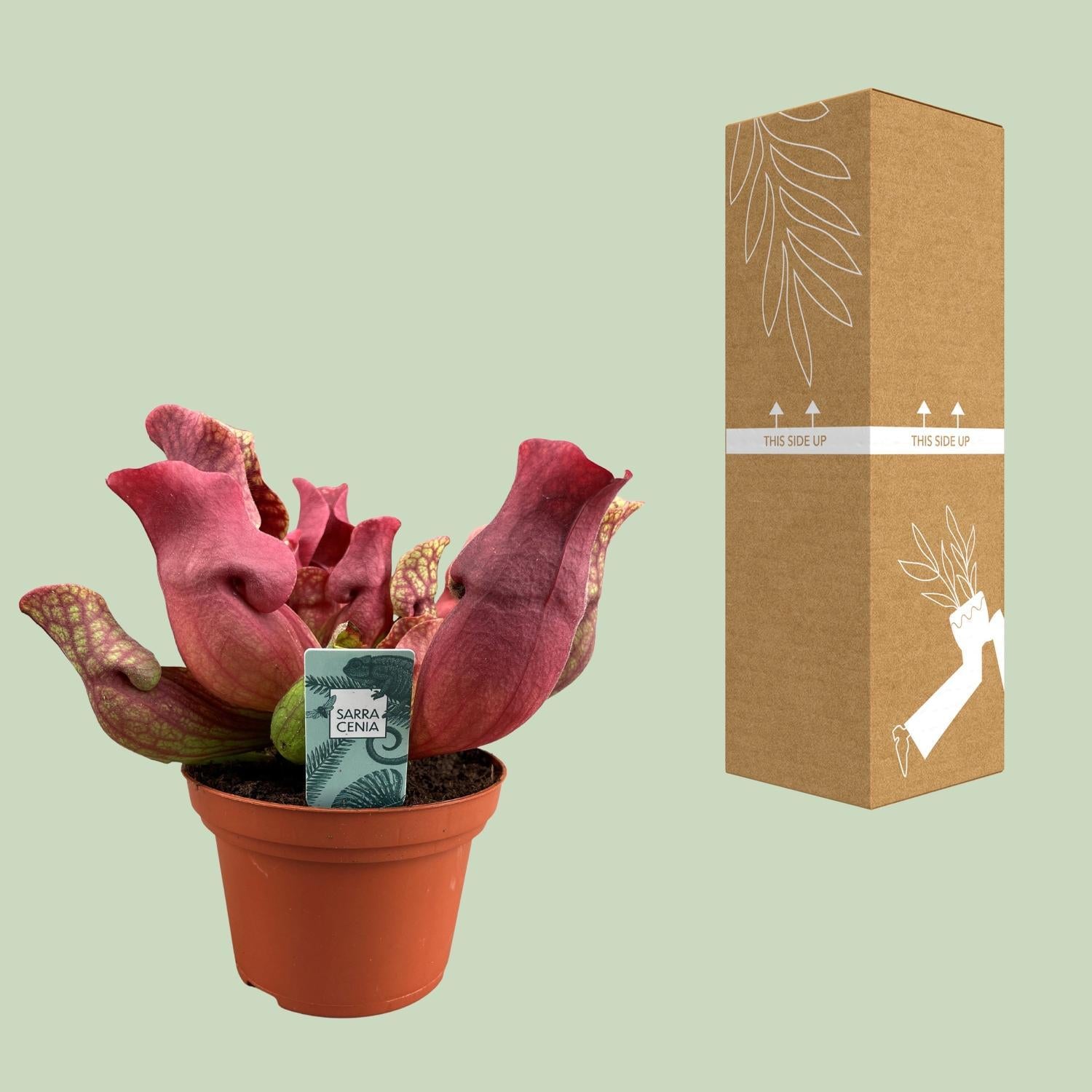 Sarracenia Kastanjebruin - Ø12 ↕23