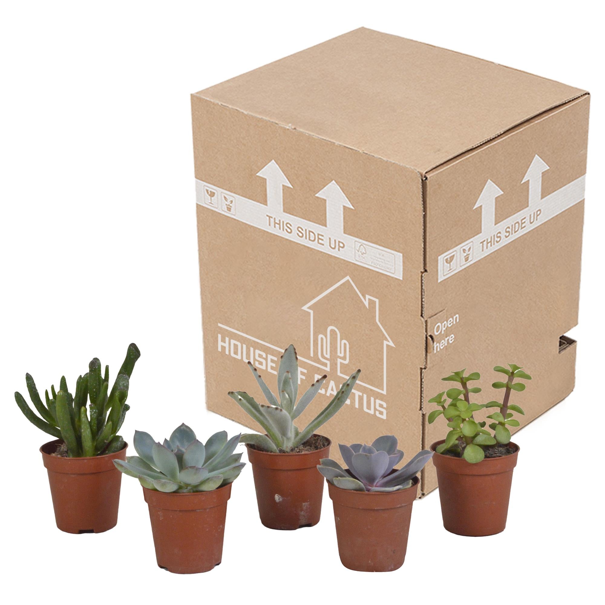 Vetplanten mix 5.5 cm - 5x - zonder pot