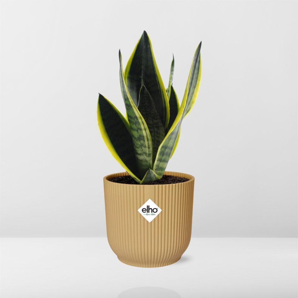 Sansevieria Futura Superba in ELHO Vibes Fold 14 cm gelb