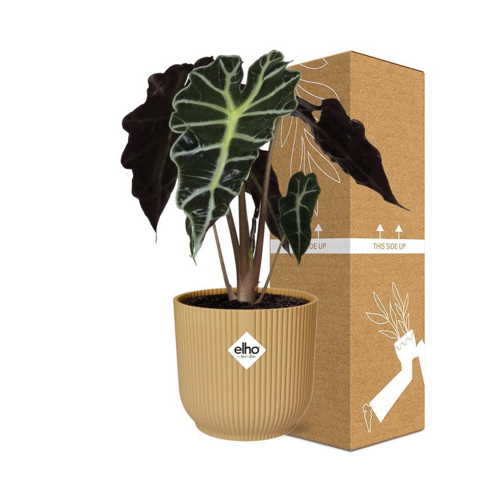 Alocasia 'Polly' in ELHO Vibes Fold 14cm gelb