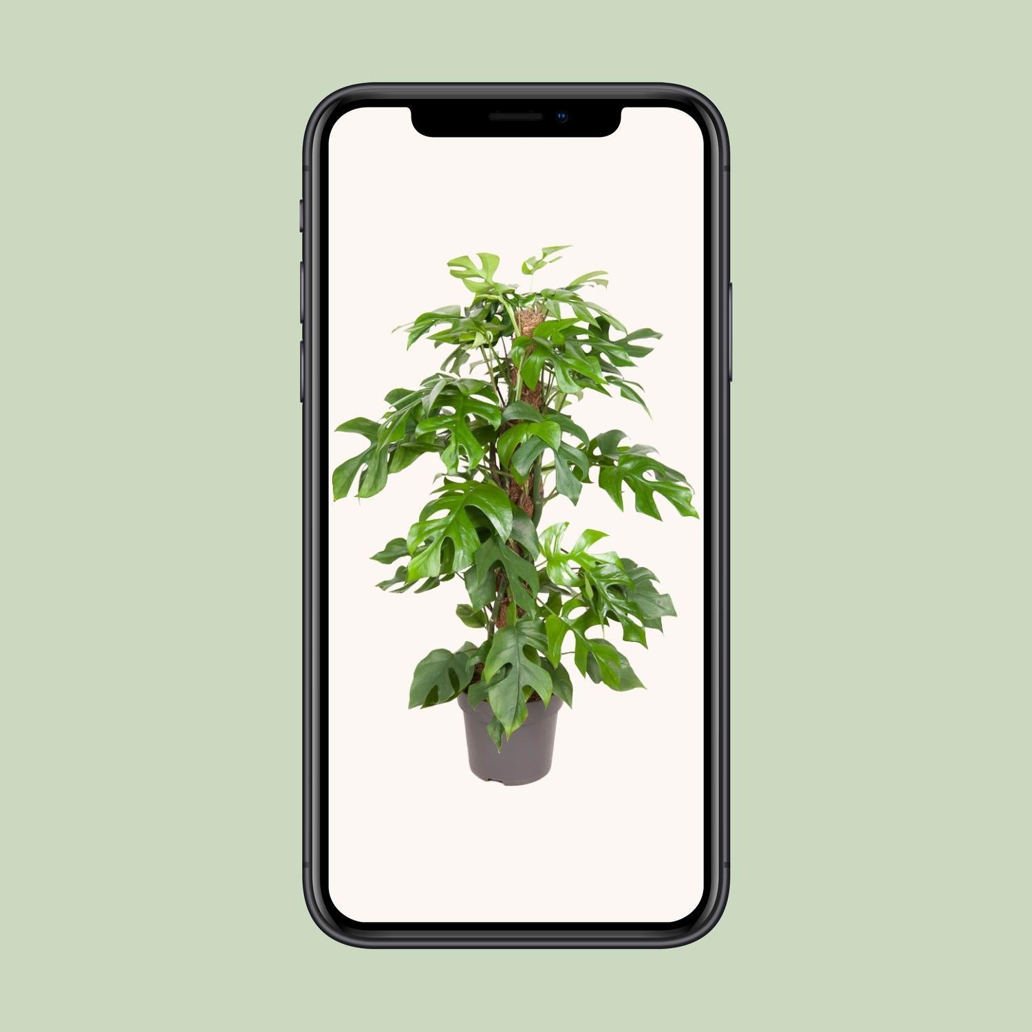 Monstera Minima - Ø19cm - ↕80cm