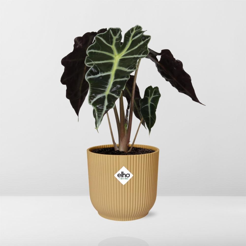 Alocasia 'Polly' in ELHO Vibes Fold 14cm gelb