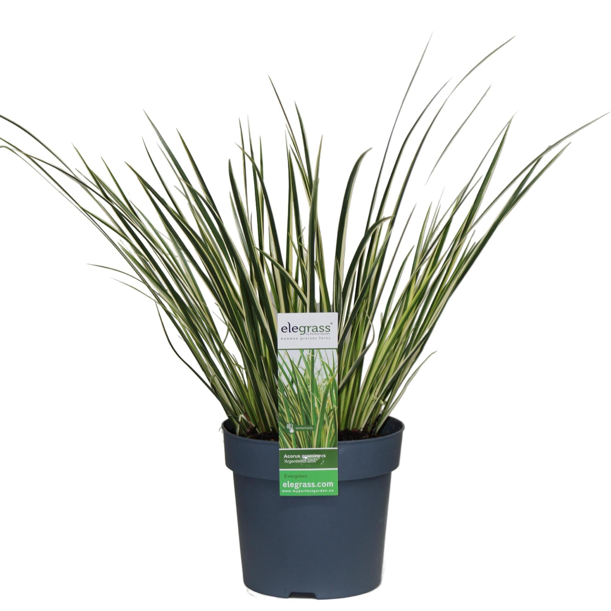 Acorus gramineus 'Argenteostriatus' - ?30cm - Ø14
