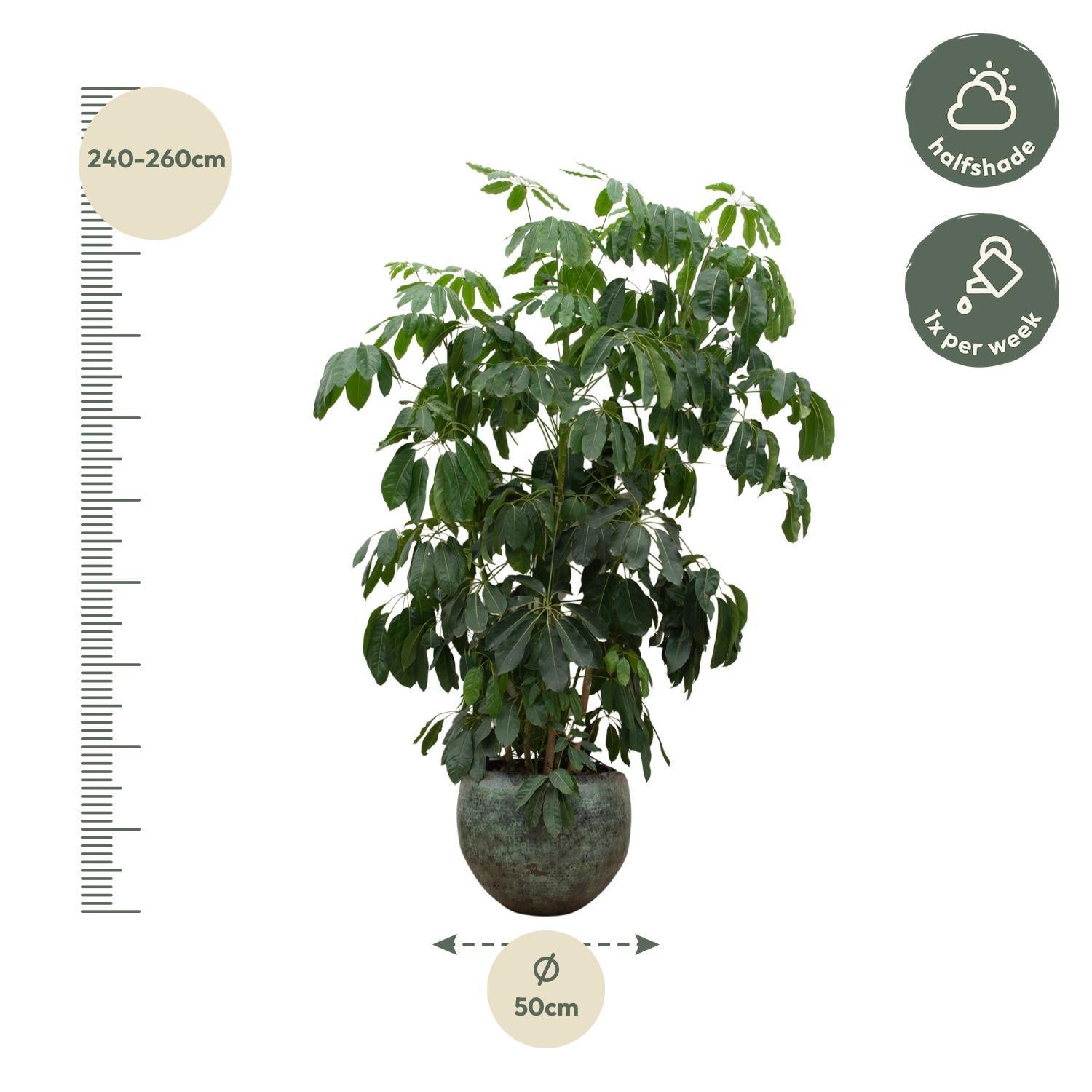 Schefflera Amate XL - 250cm - ø50