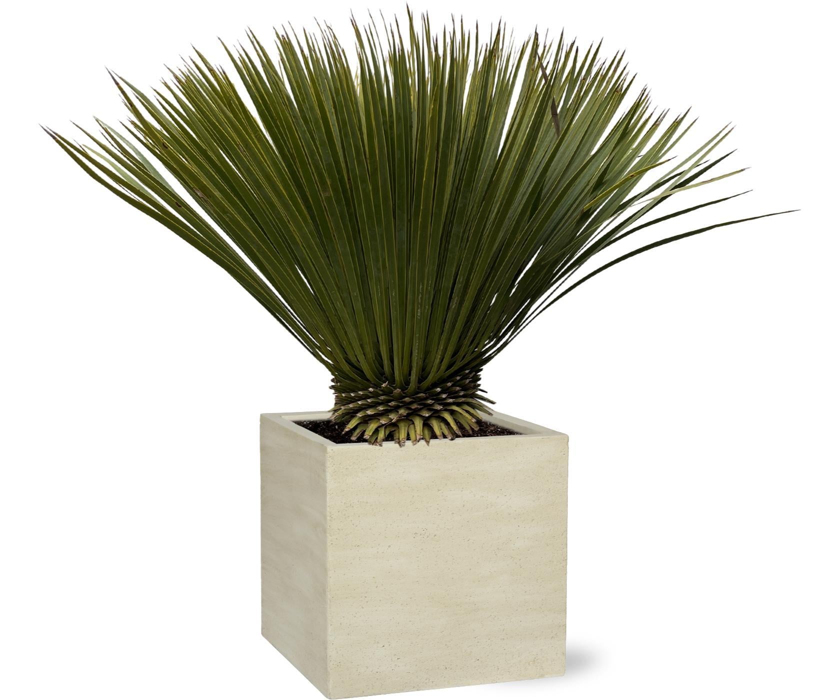 Yucca Rostrata - 80cm - Ø27
