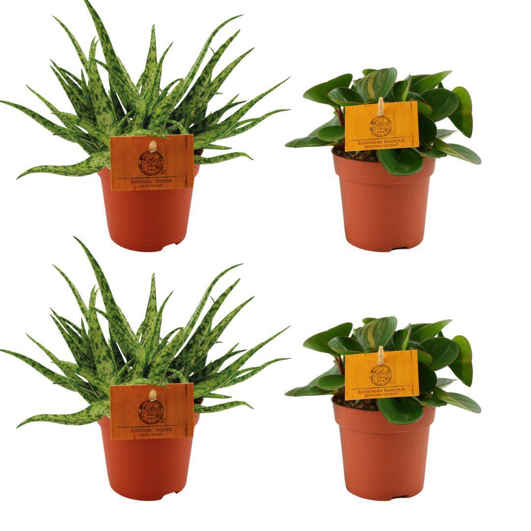 2x Aloë Spin + 2x Peperomia Obtipan Groen - 4 stuks - Ø10,5cm - ↕10cm